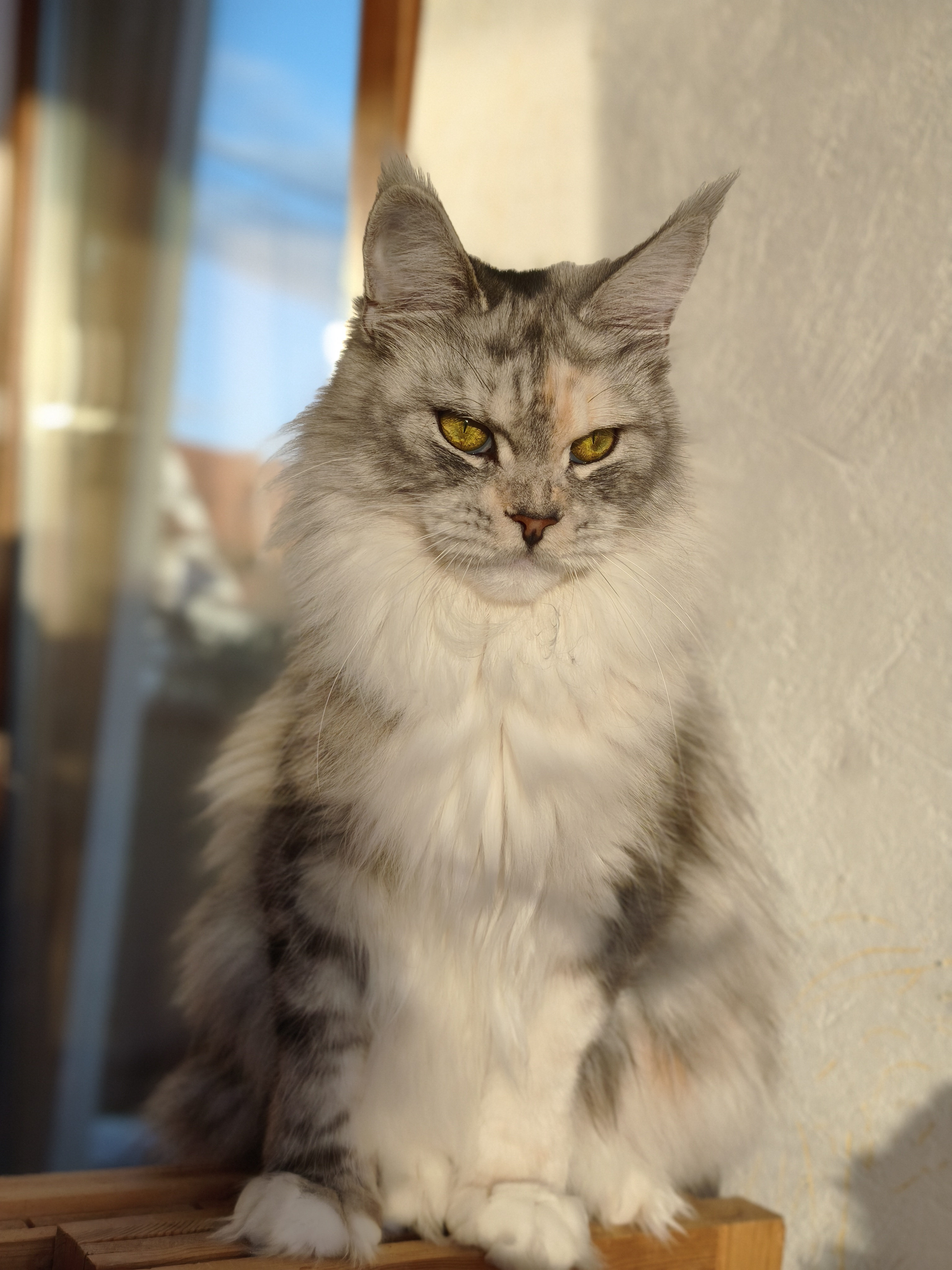 CH. Coeur d´amour from Mejor Amiga