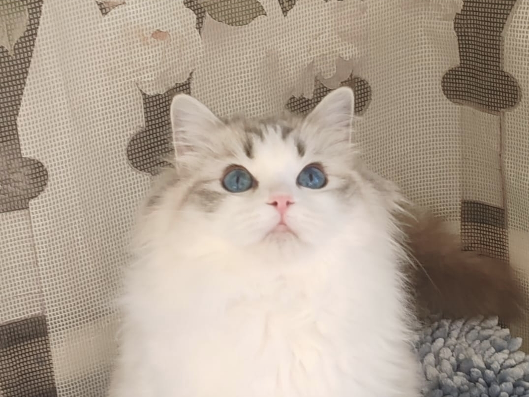 CH. XYSTI MIMI NATCE