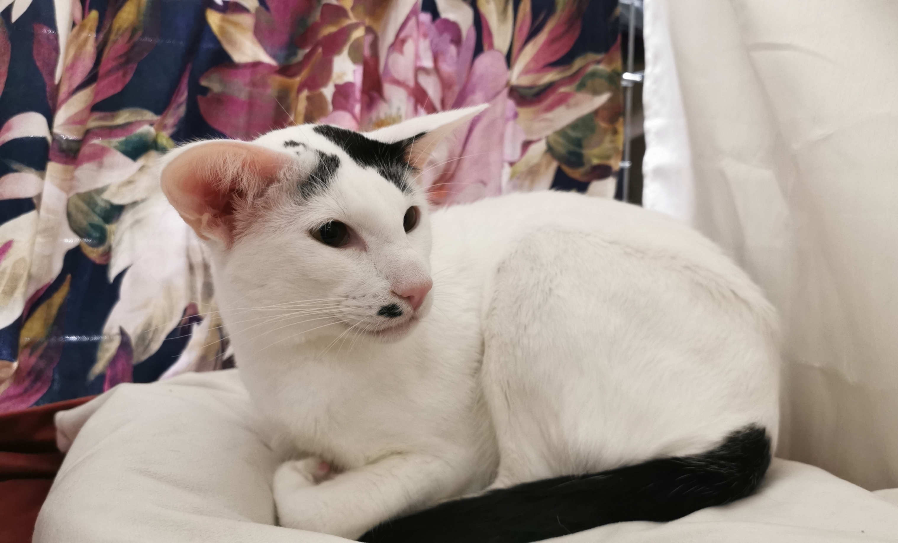 CH. S*Tiddlywinks Explosive Fairy Dust