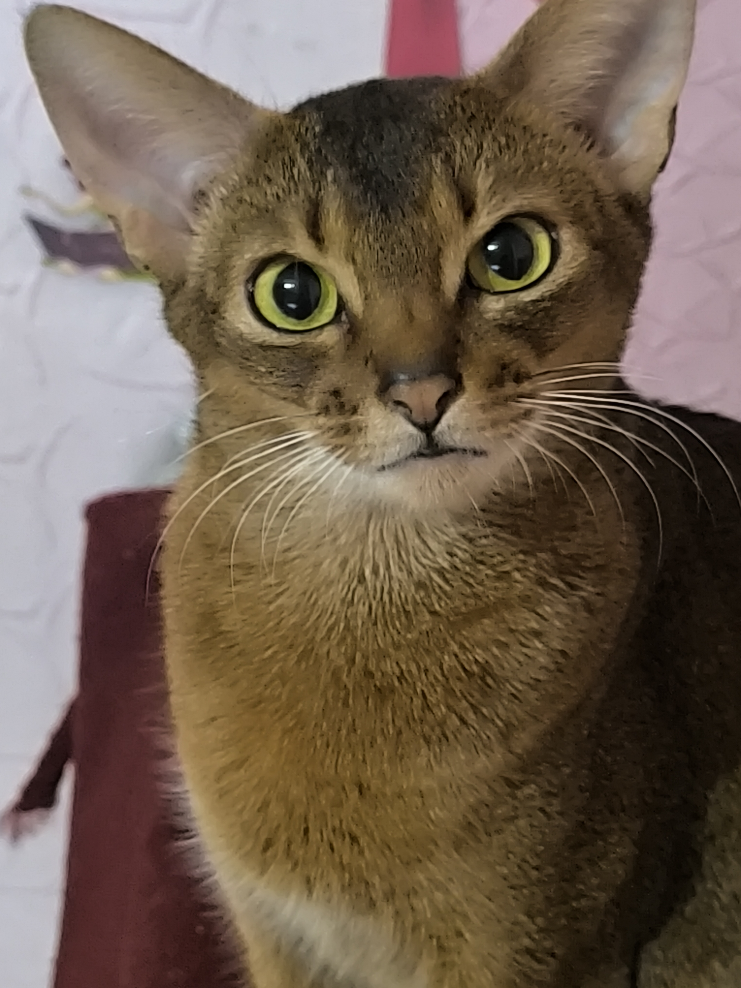 USI, LAPI I XVOSTI ELSA