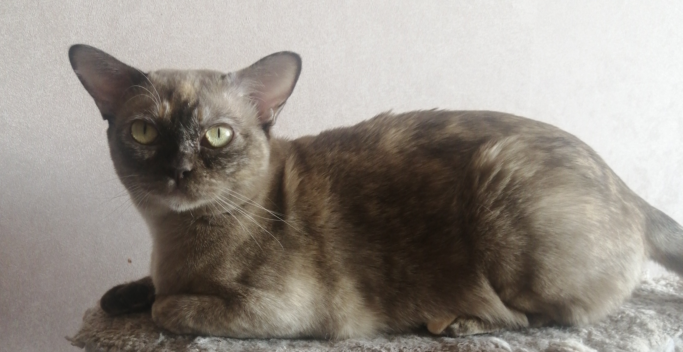 CH. WEIRD LADA BLUMARIN