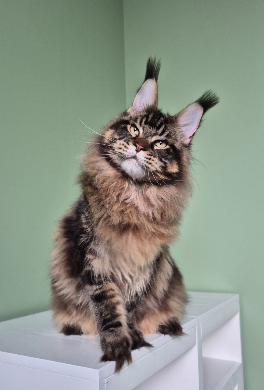 CH. Mone Insendio*RU