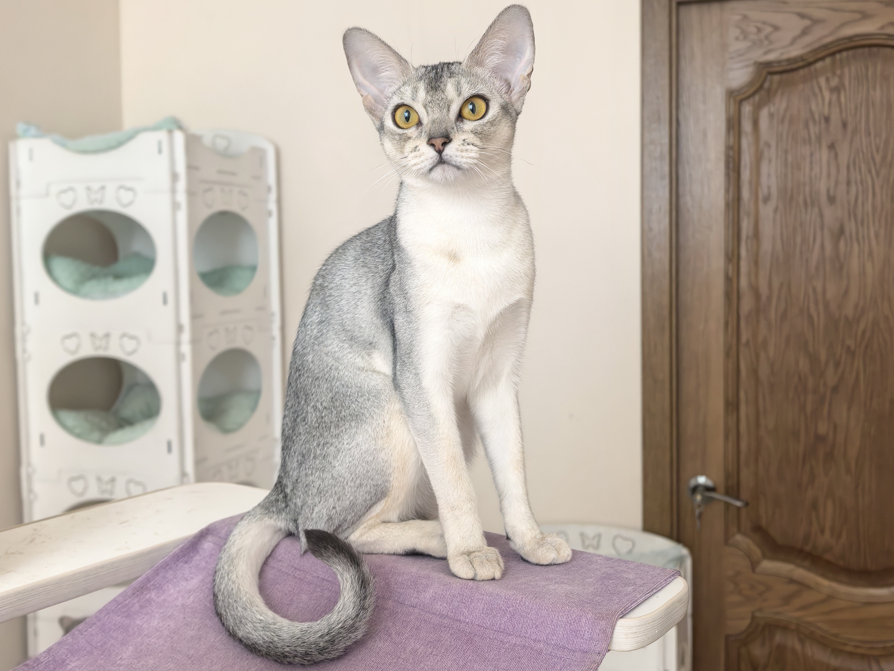 Blanca Silver Adamas*RU