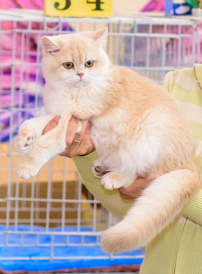 JCH. Maybach vom Golden Herz