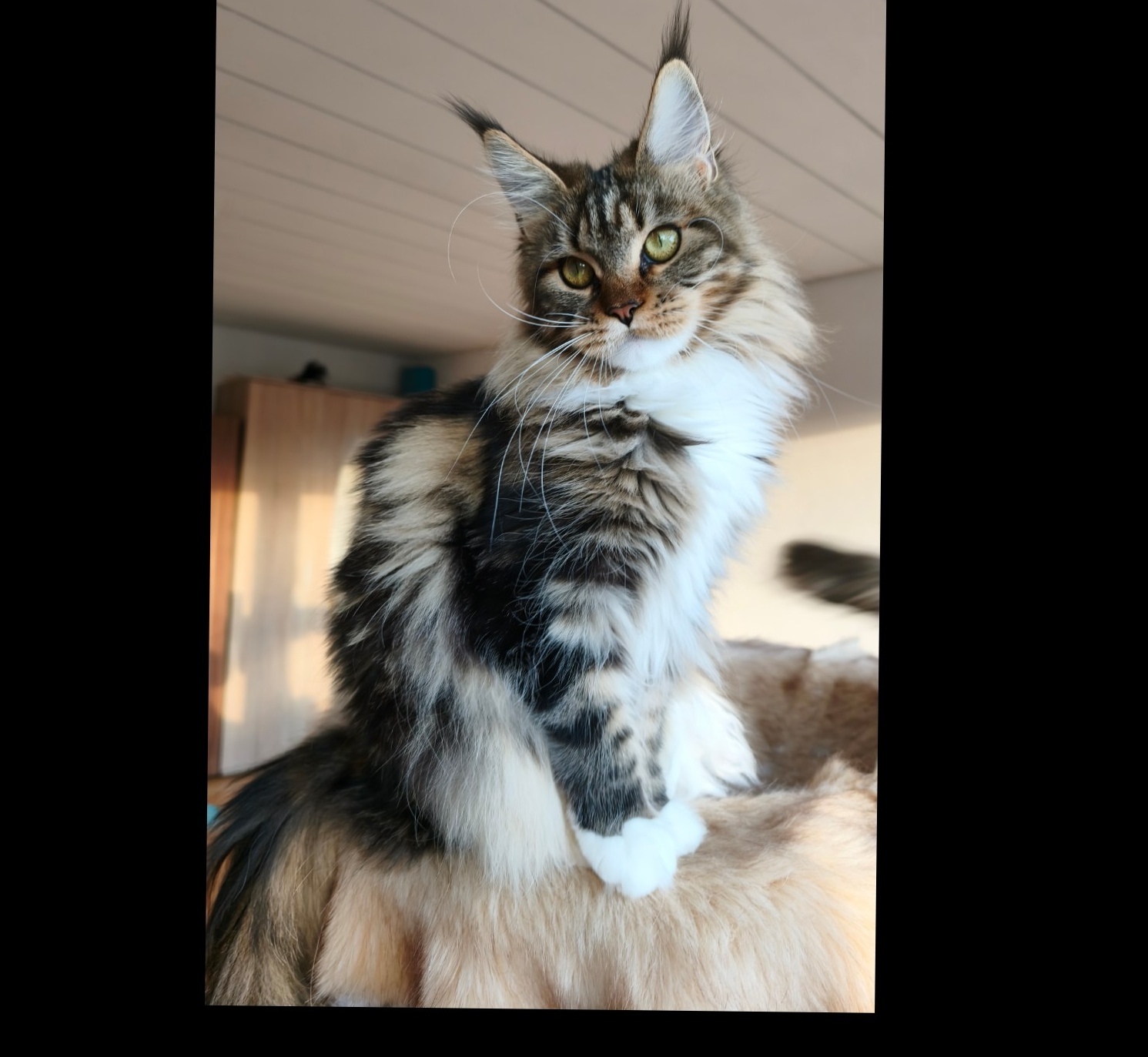 CH. Daiquiri from Mejor Amiga