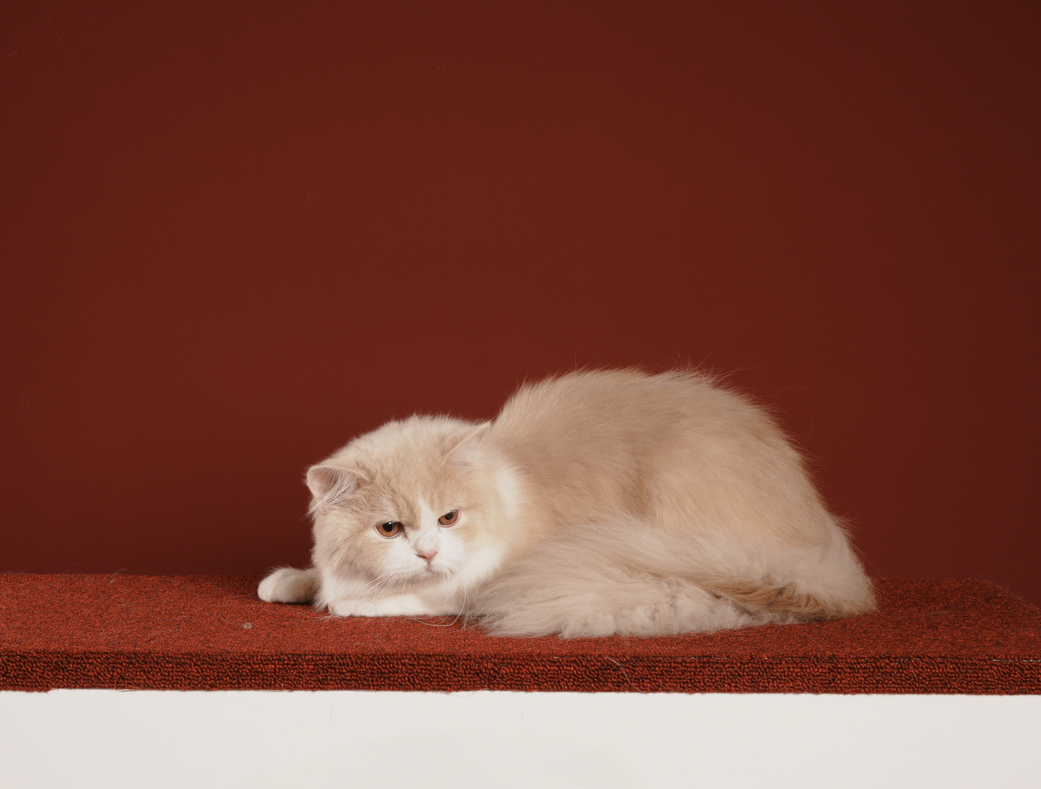 CH. Kenta of Cozy Clan