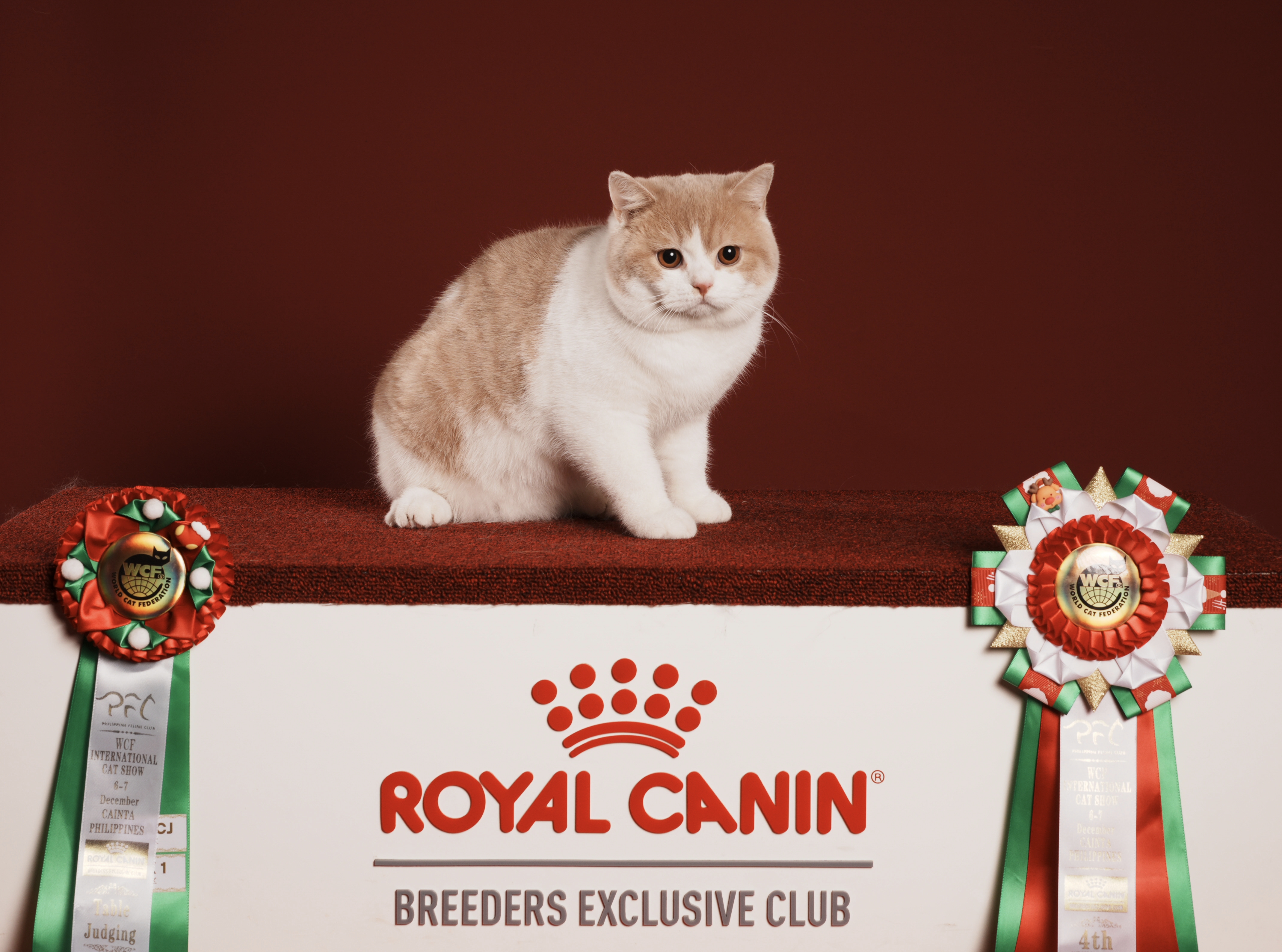 JCH. Donquixote Corazon of Kotoffski