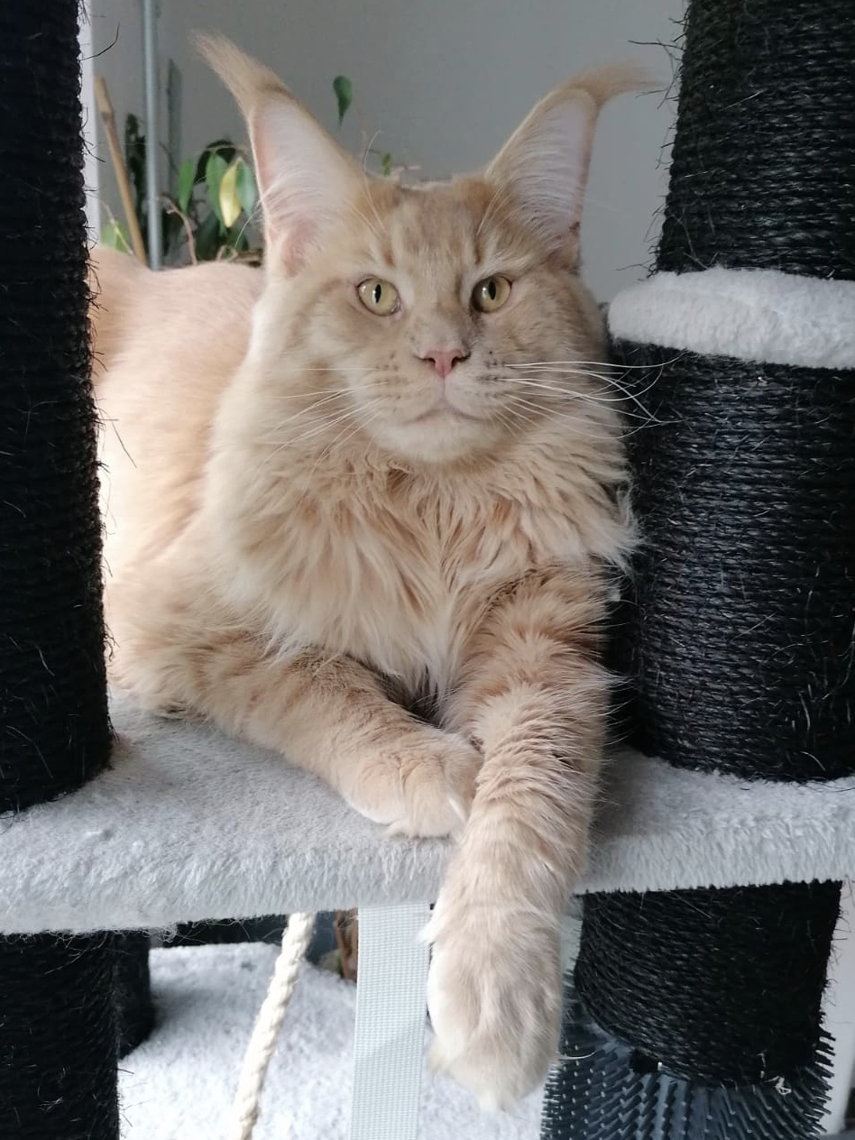 ICH. AMUR JOZEFINA-AIR