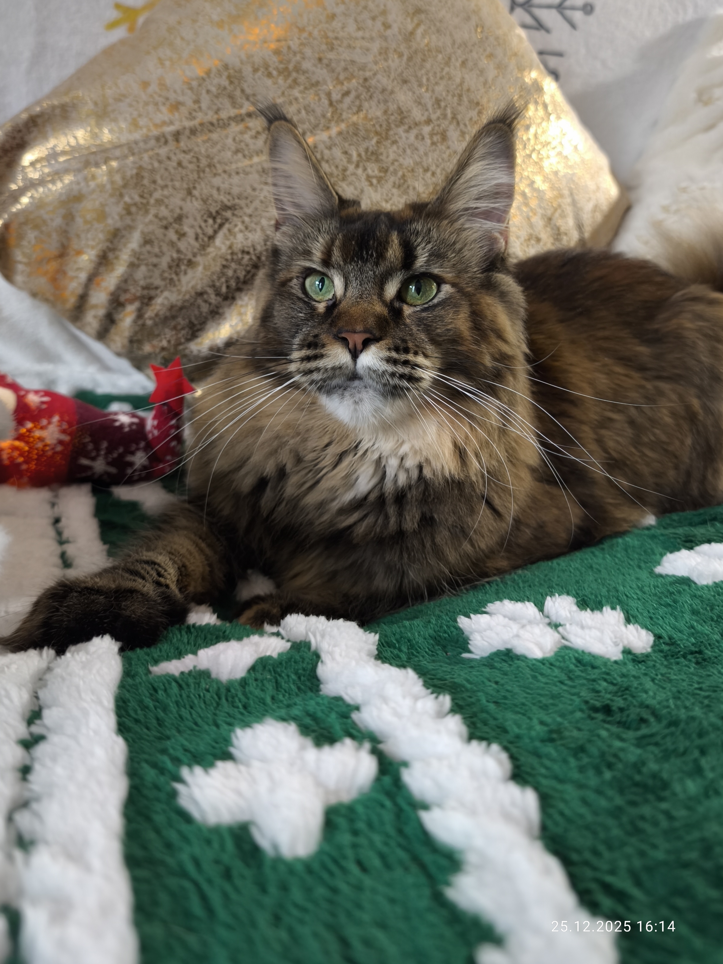 GECH. G'Eva MOS Lakshestar*RU