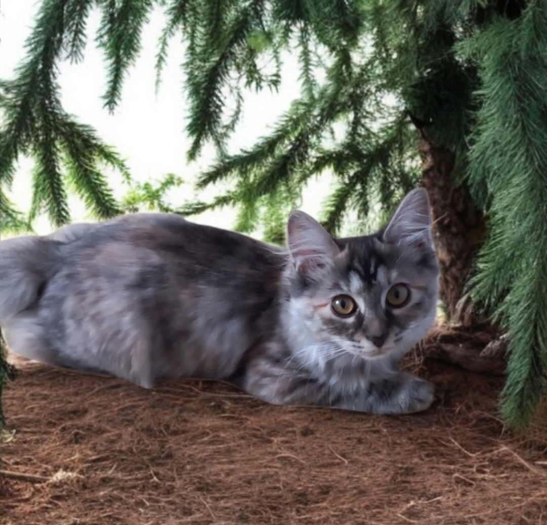 GICH. Vladimira from Port Muar