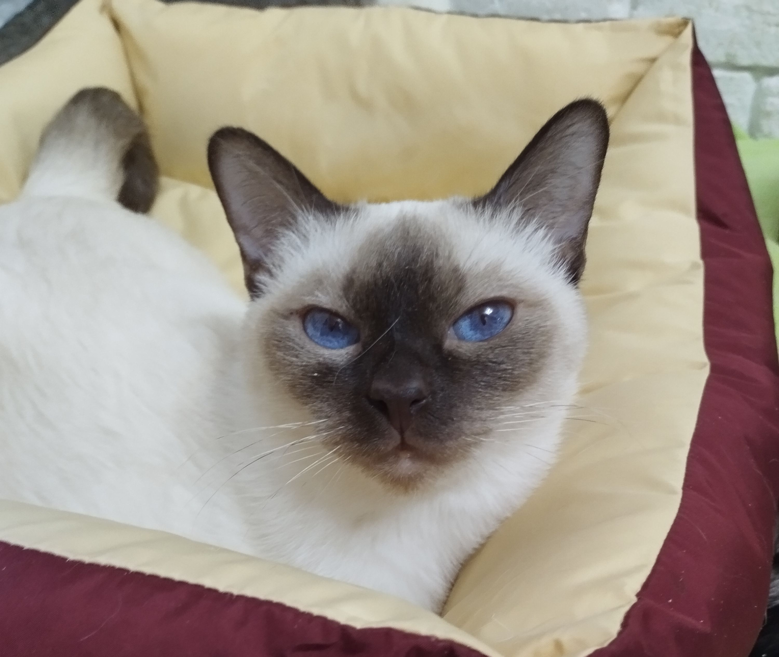 GECH. Somnium Euphoria