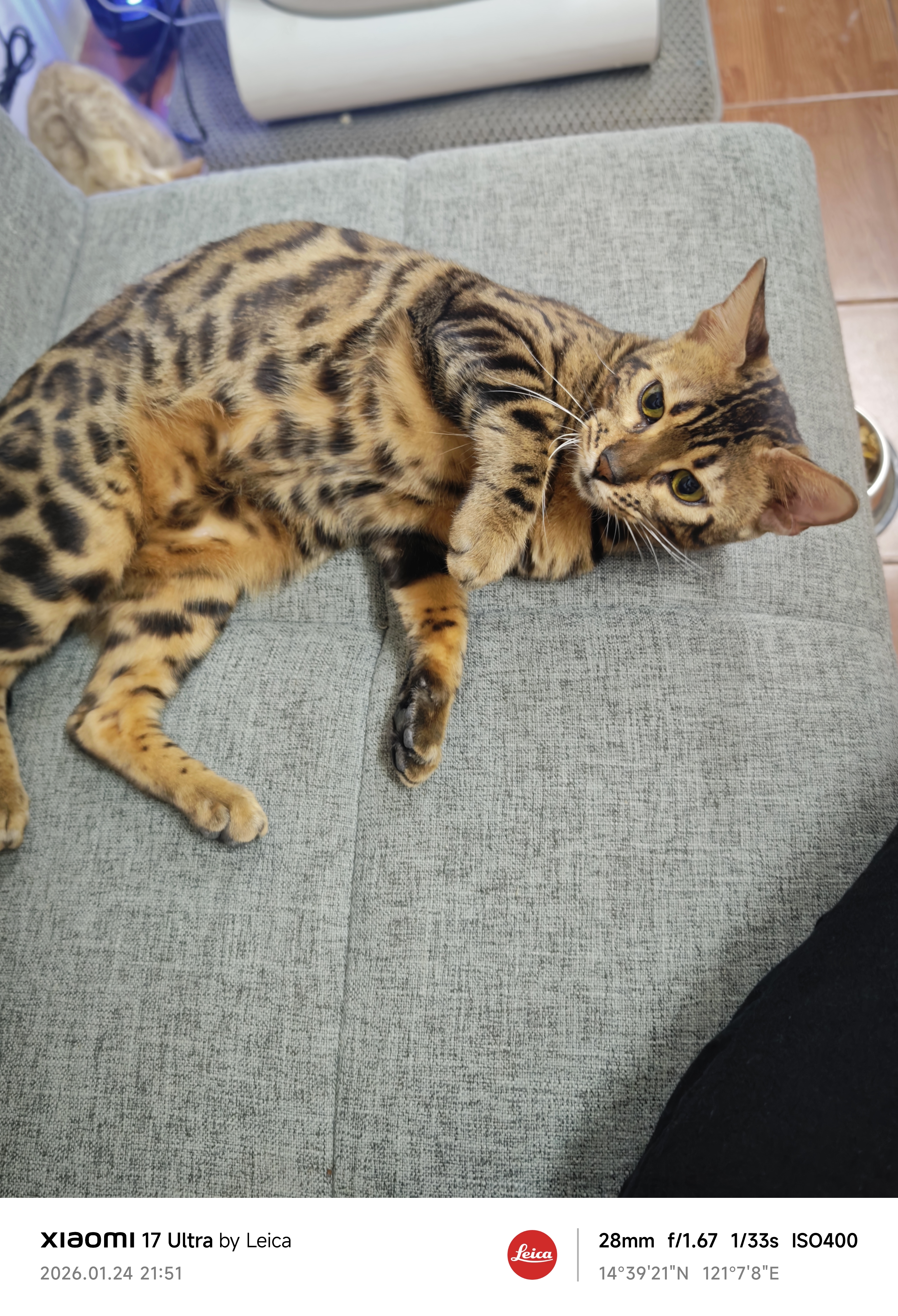 GoldenFelines Ahsoka