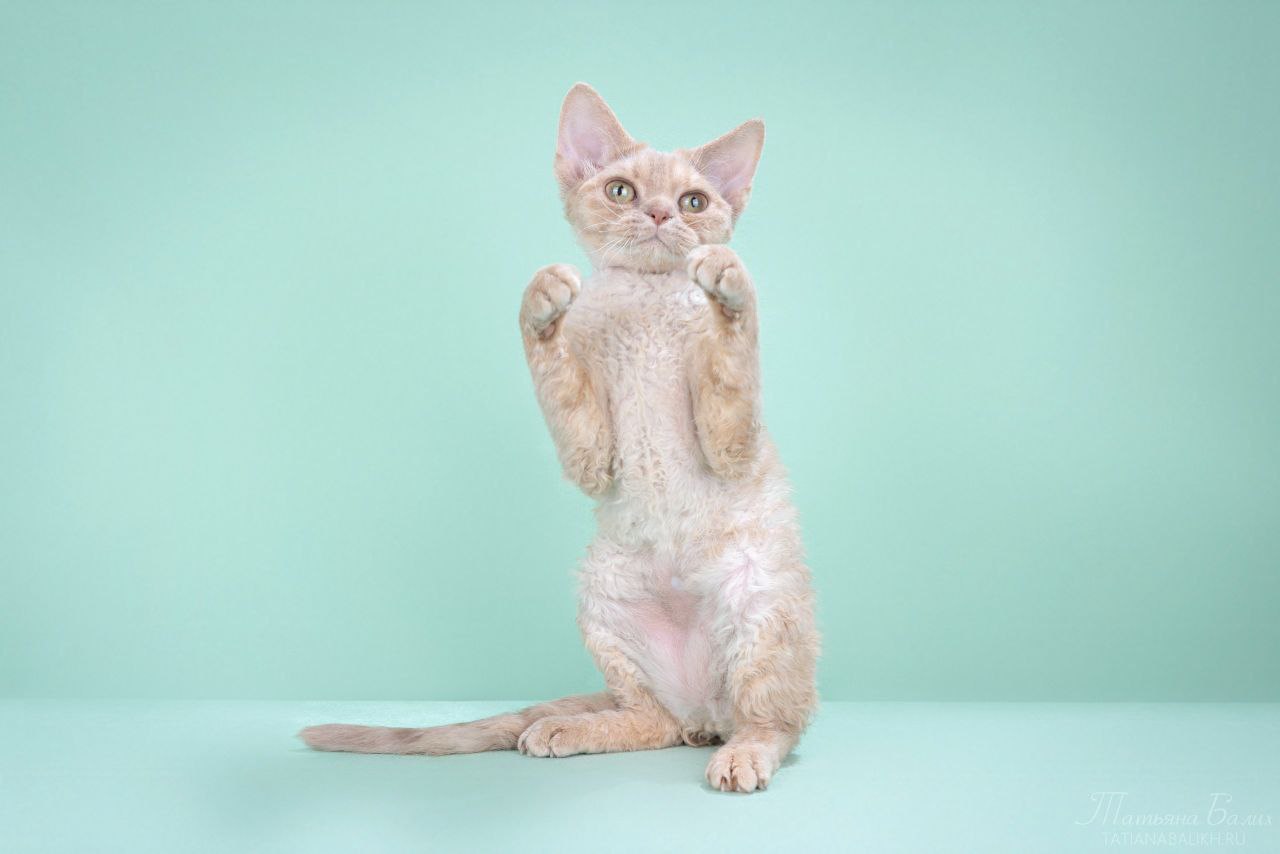 BEL WONDERLAND'S*BY Y-BEARIA