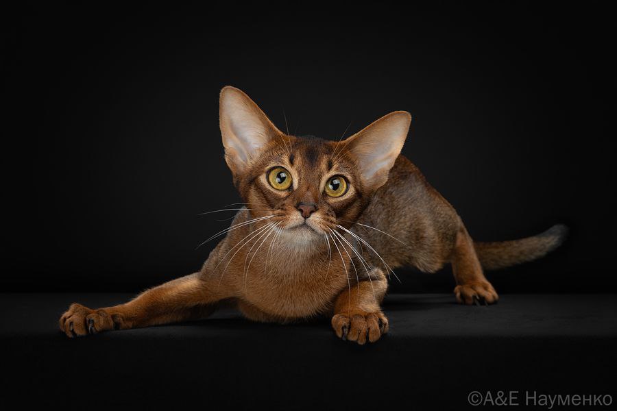 CH. A SHARM RU MARGO