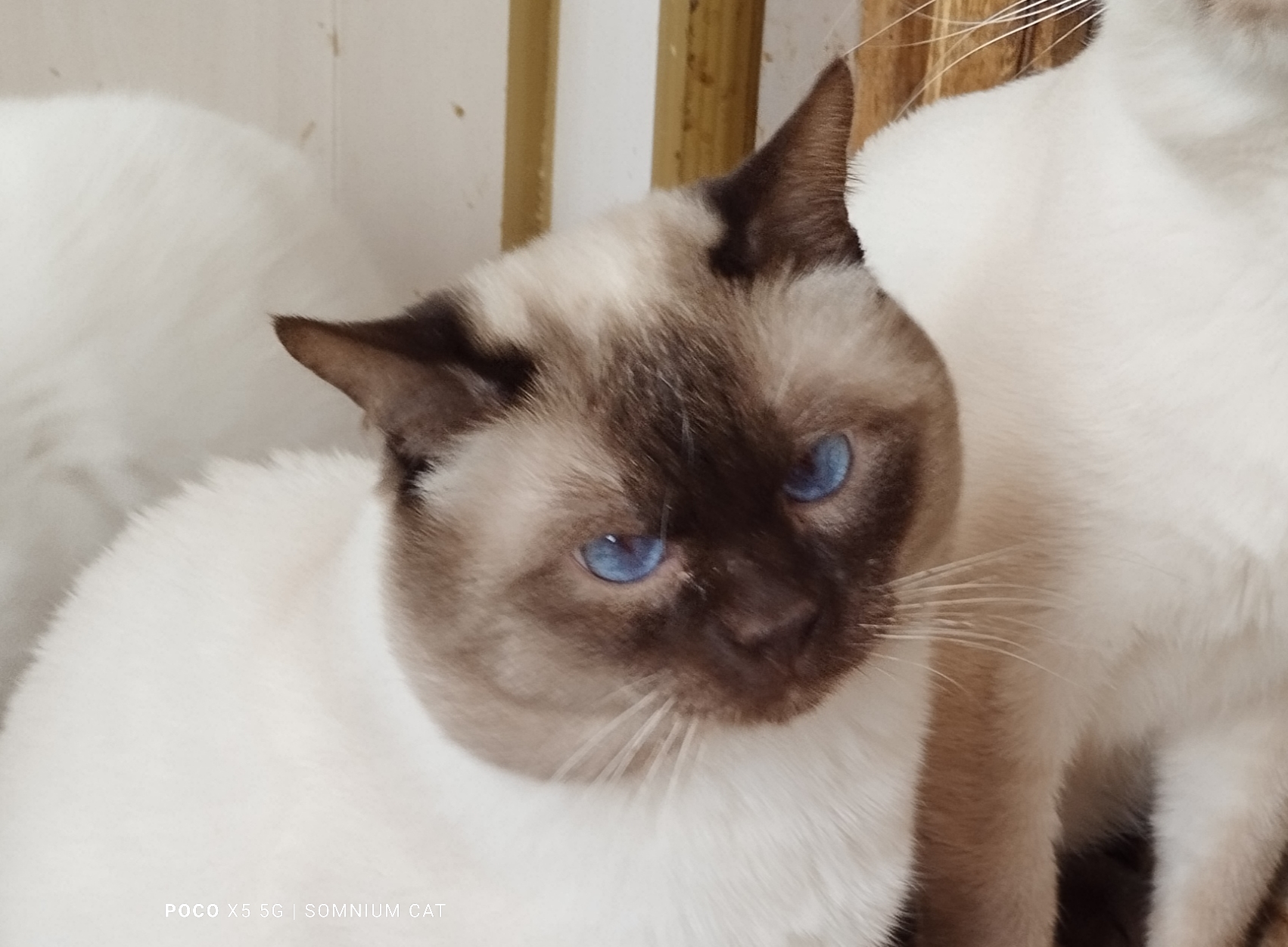 GICH. Somnium Indigo