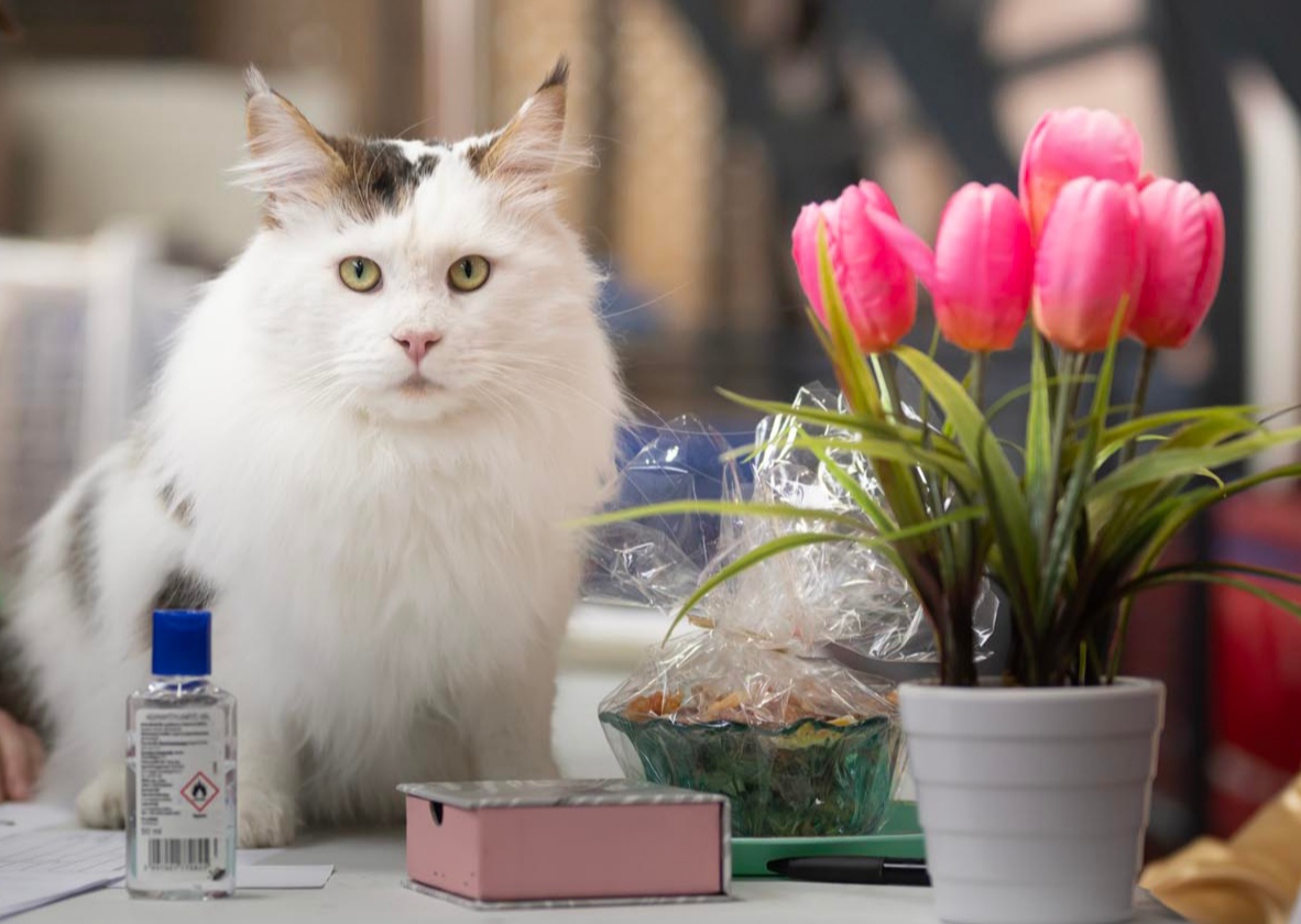 WCH. Minas Maine Gandalf