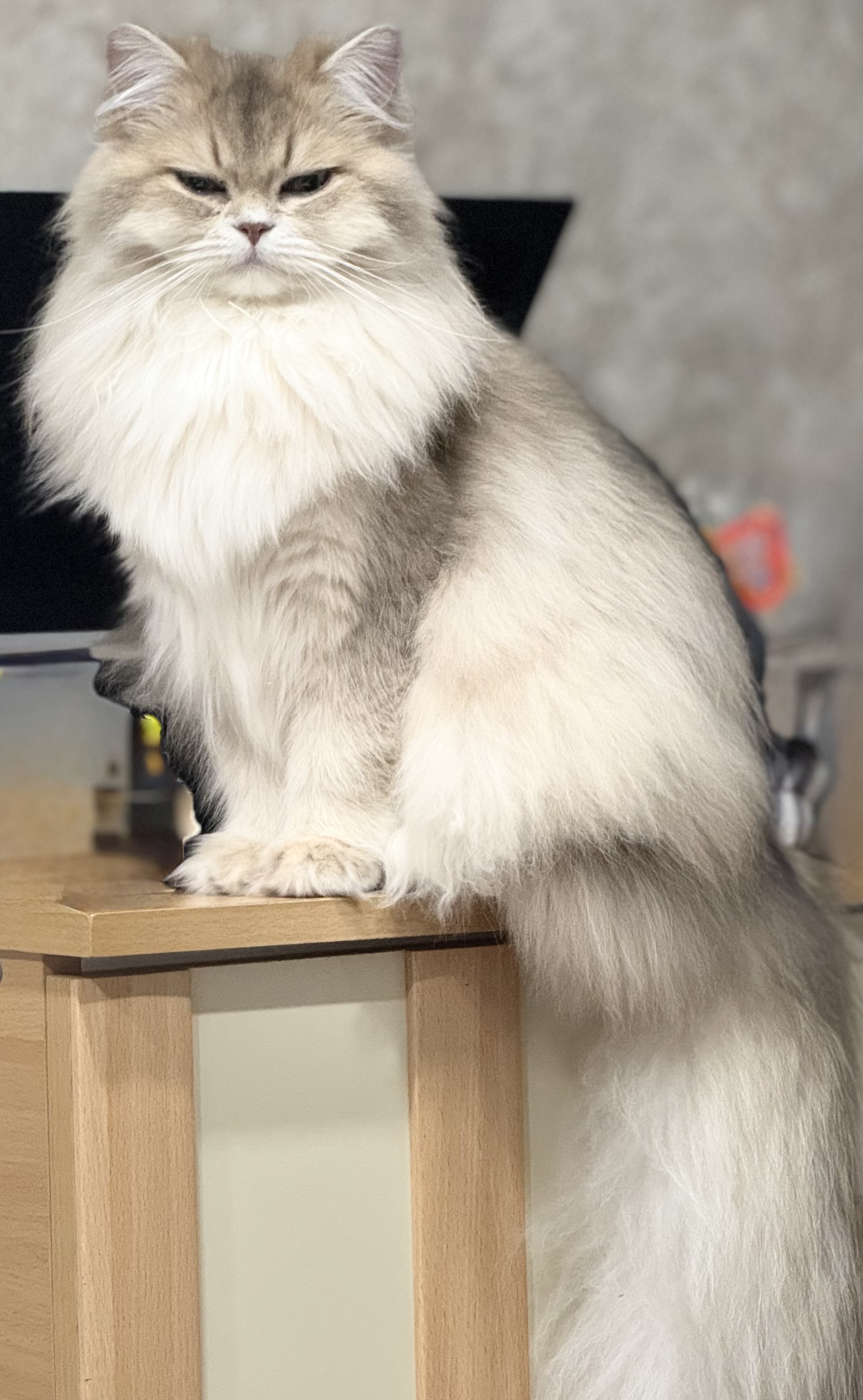 Sunny - Favorit VIVIENNE