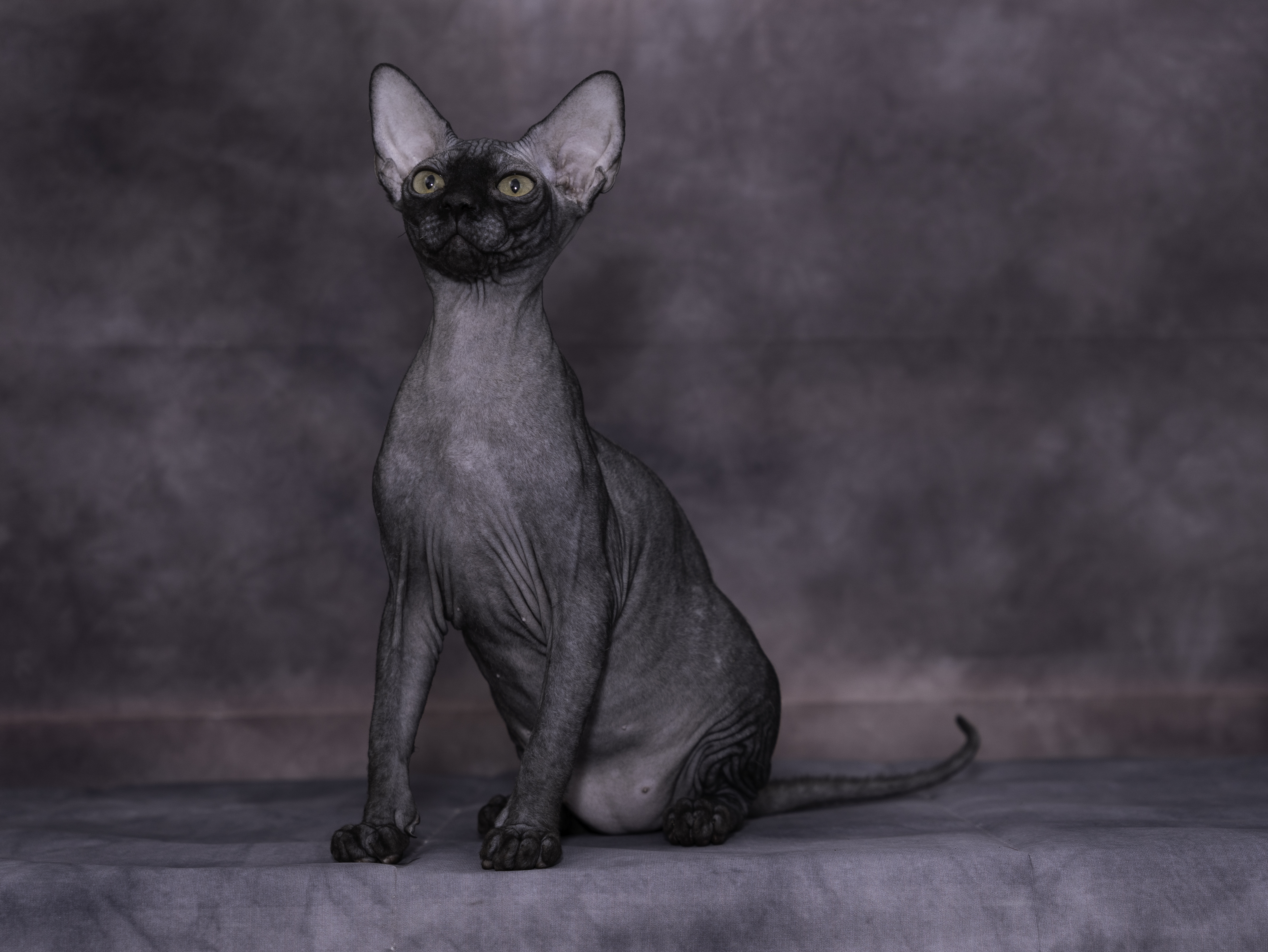 Hloja Orange Eyes*LV