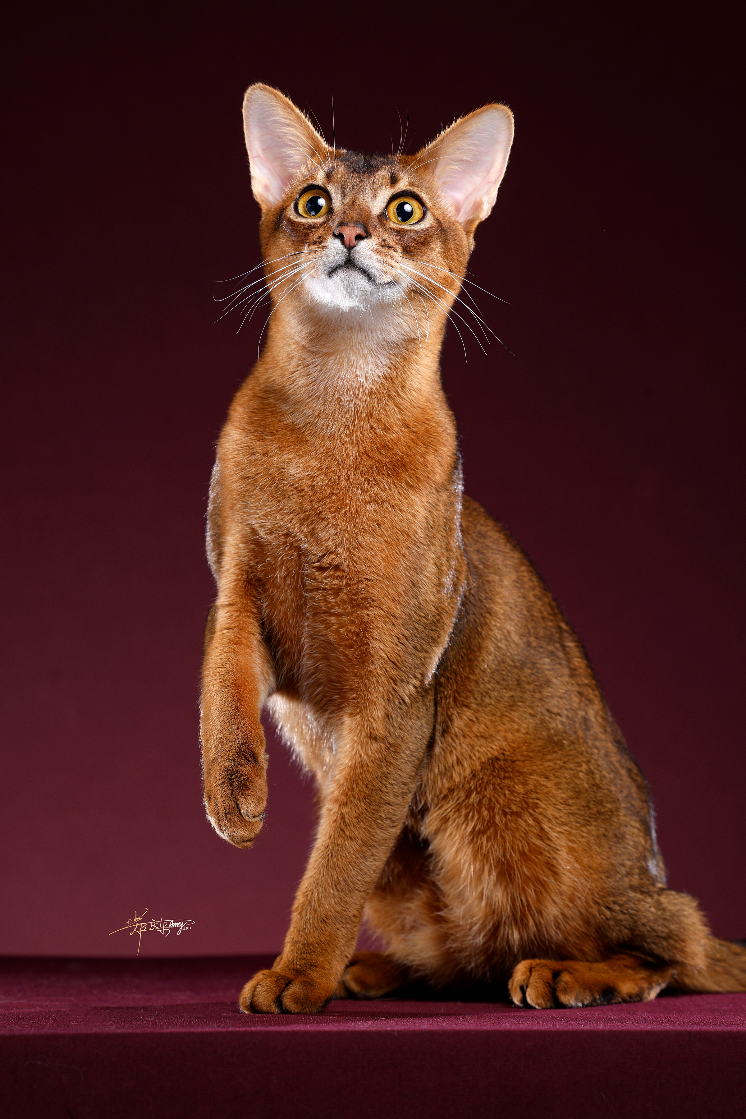 Dobby-Jia