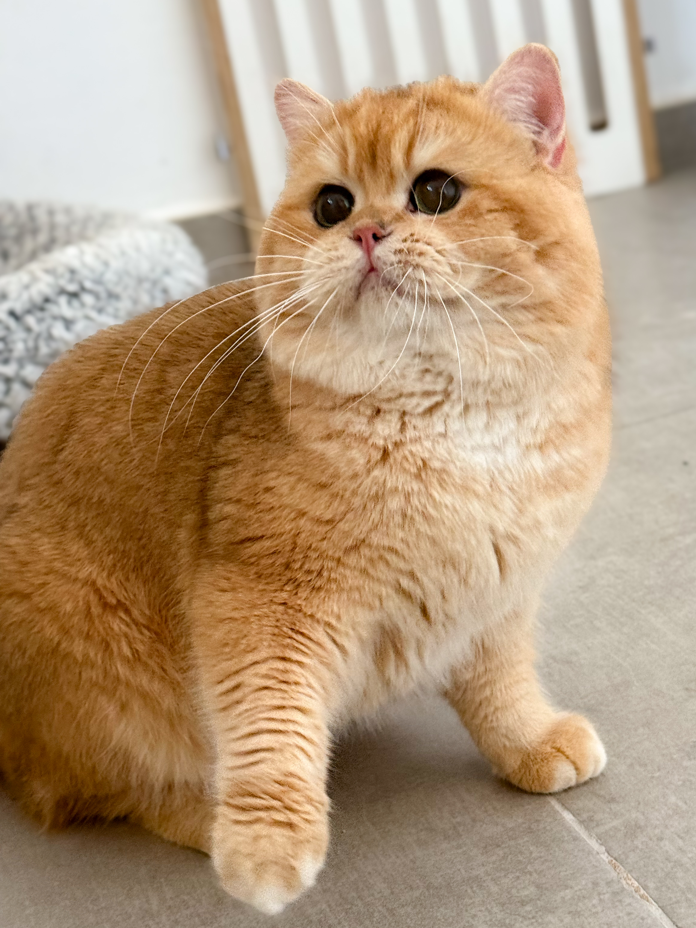 Maximus La Vita D’oro