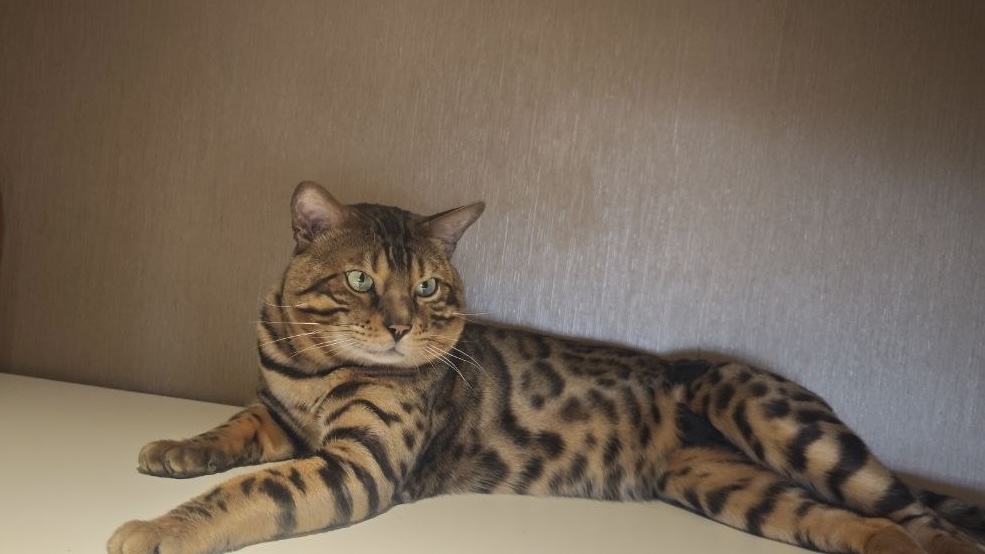 ICH. Maksim Mignolette