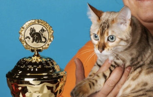 CH. Shiny Chrystal Glamour