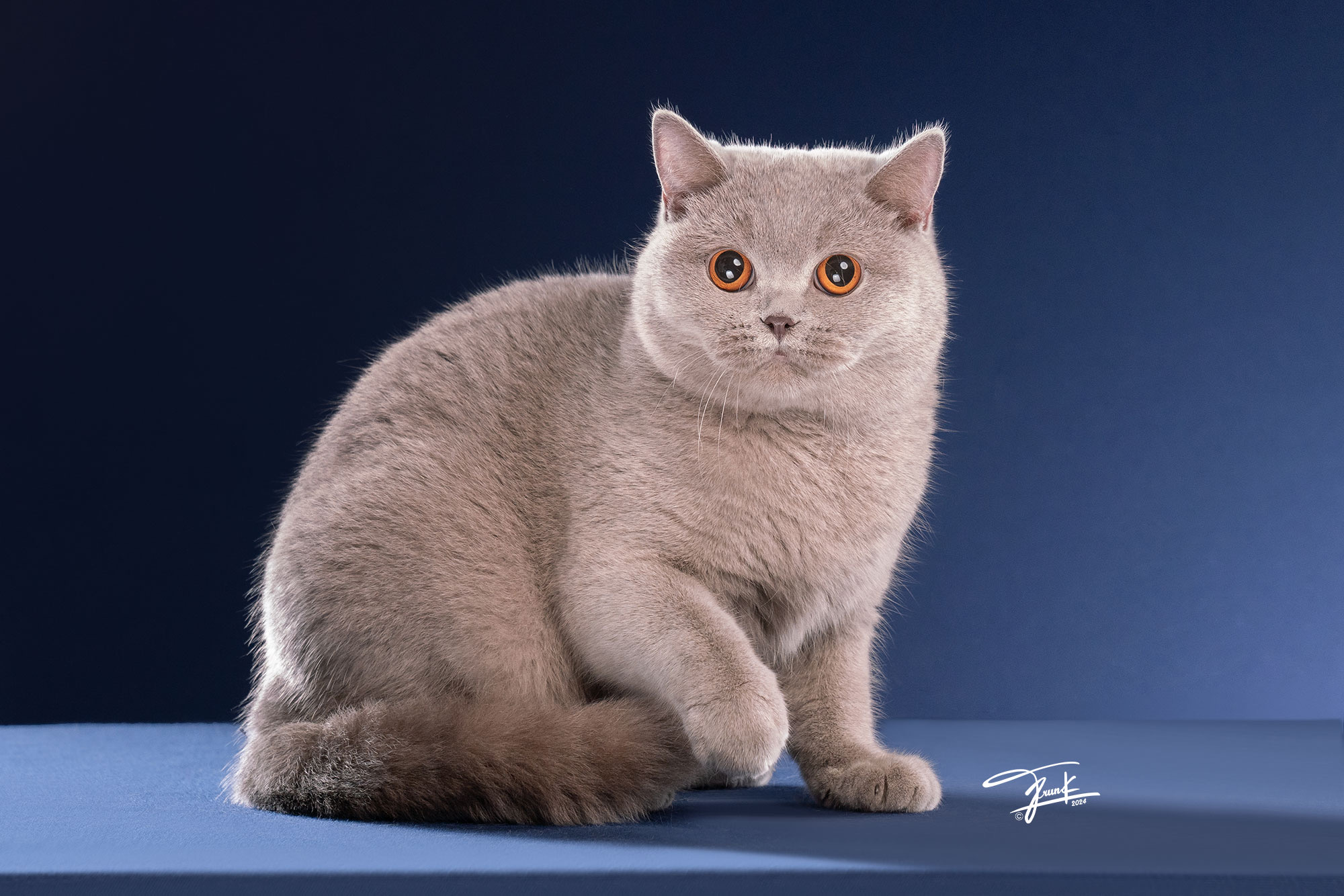 Joli Pli Tiffany Lila