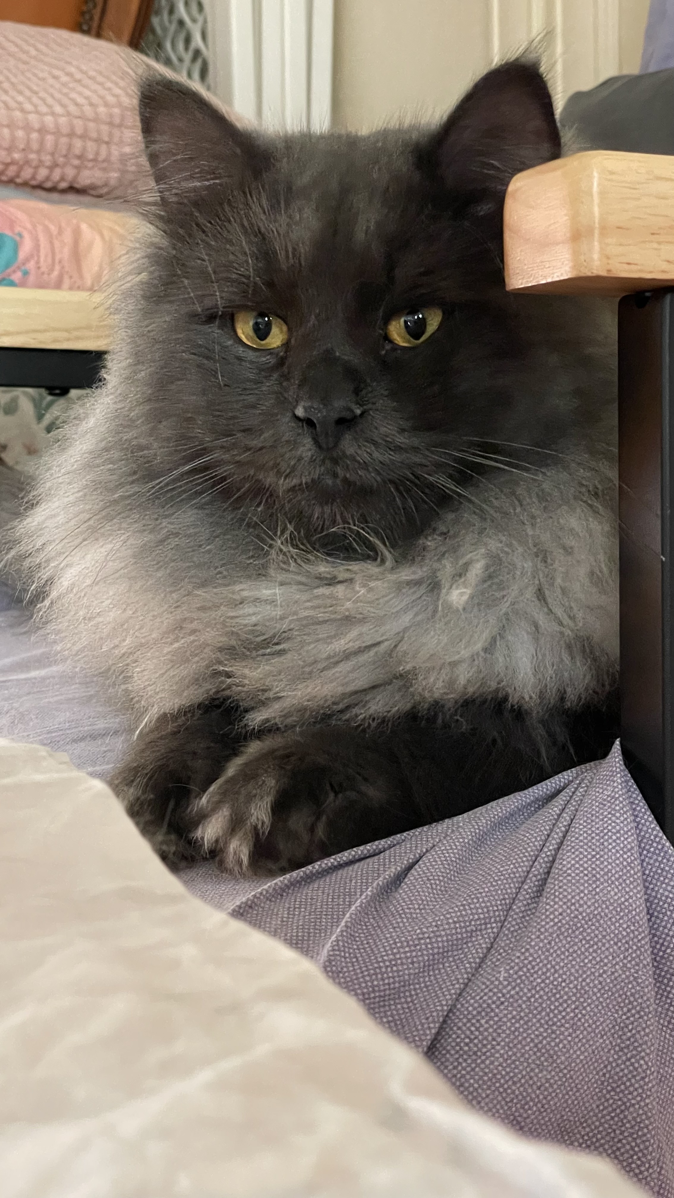 Lambert Phantom Cats