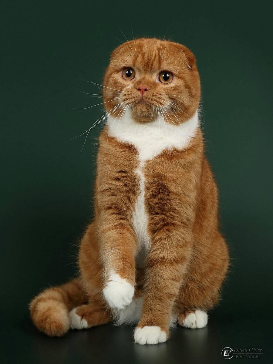 GECH. Margocha Izyum