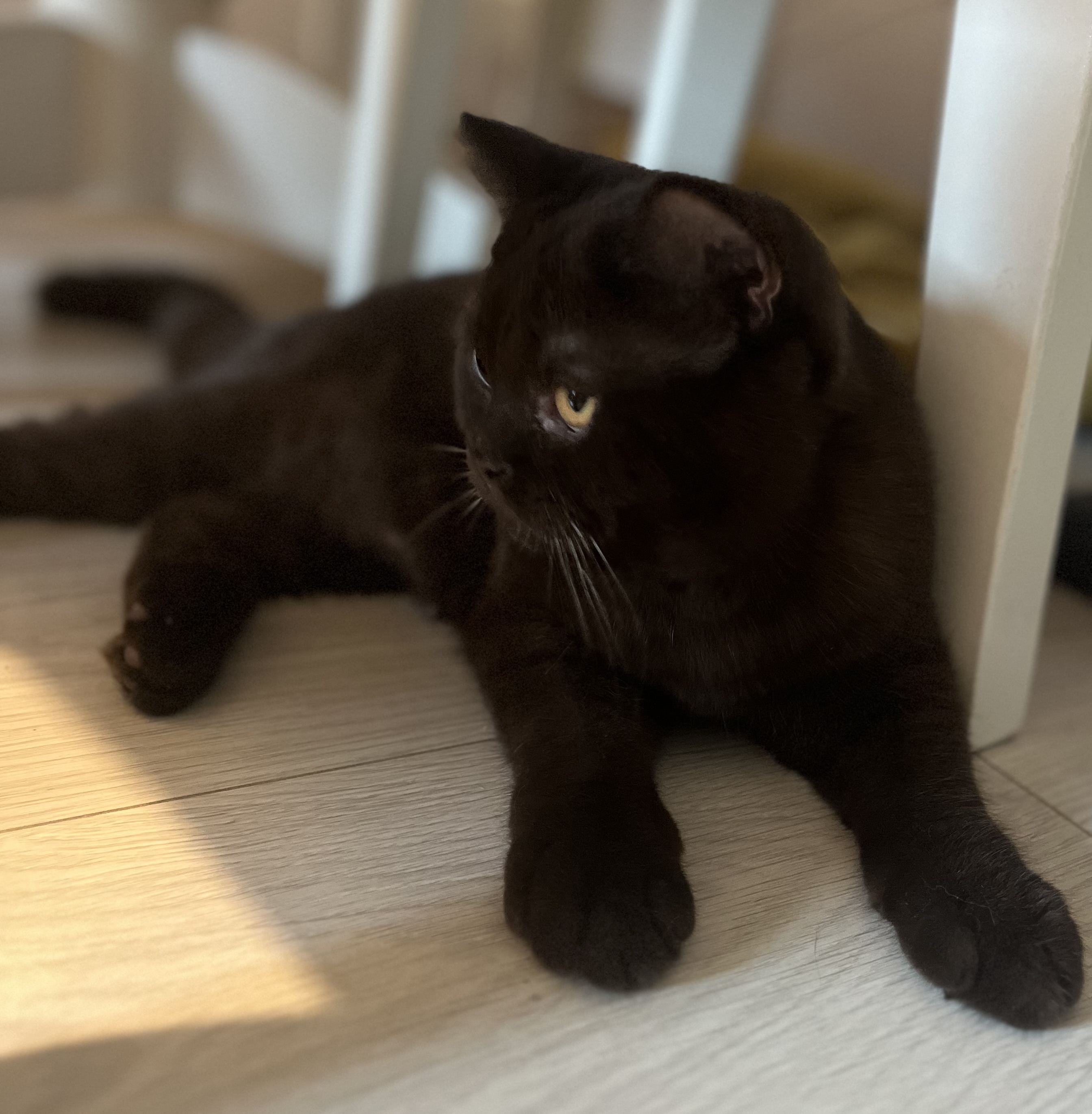 Roxy Haruka’s Tail