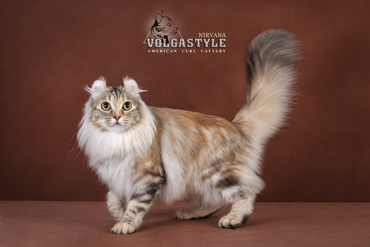 CH. Nirvana Volgastyle