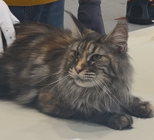 CH. Chara Summer Like a Lion