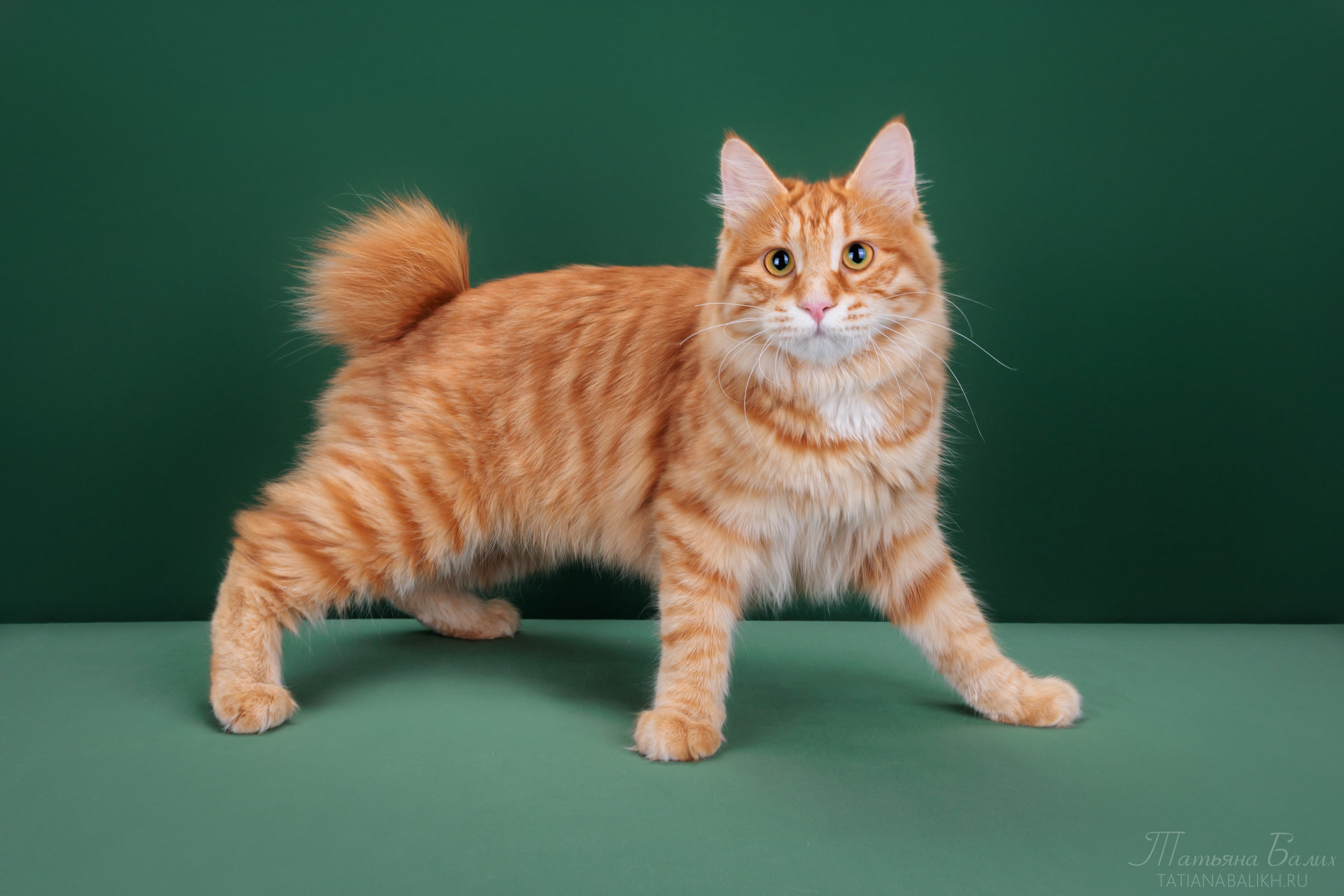 JCH. Bentley of Invictus Lucas