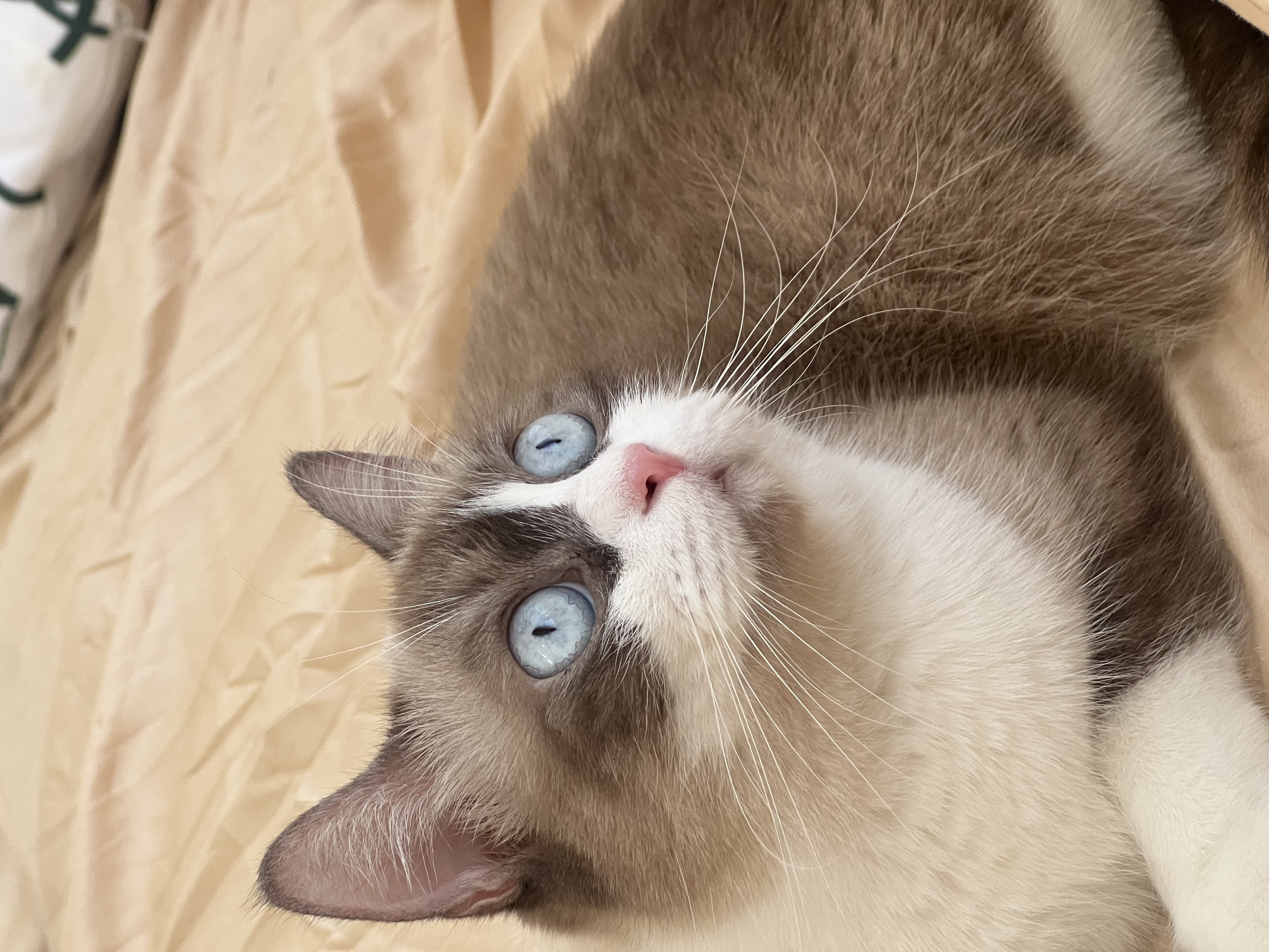 Jenny of Tenava Trace