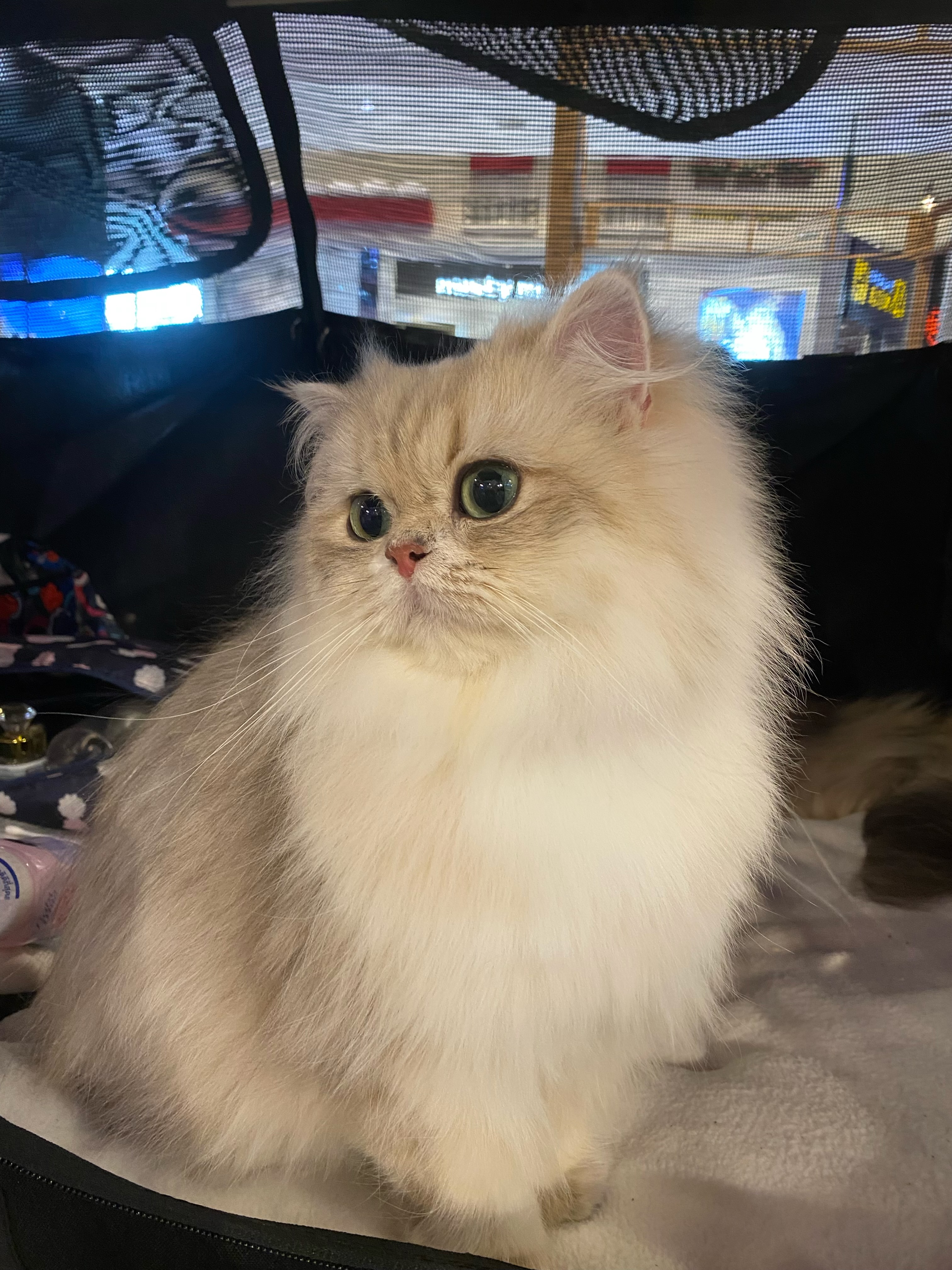 Khun alanso’s Michèle Rouzee