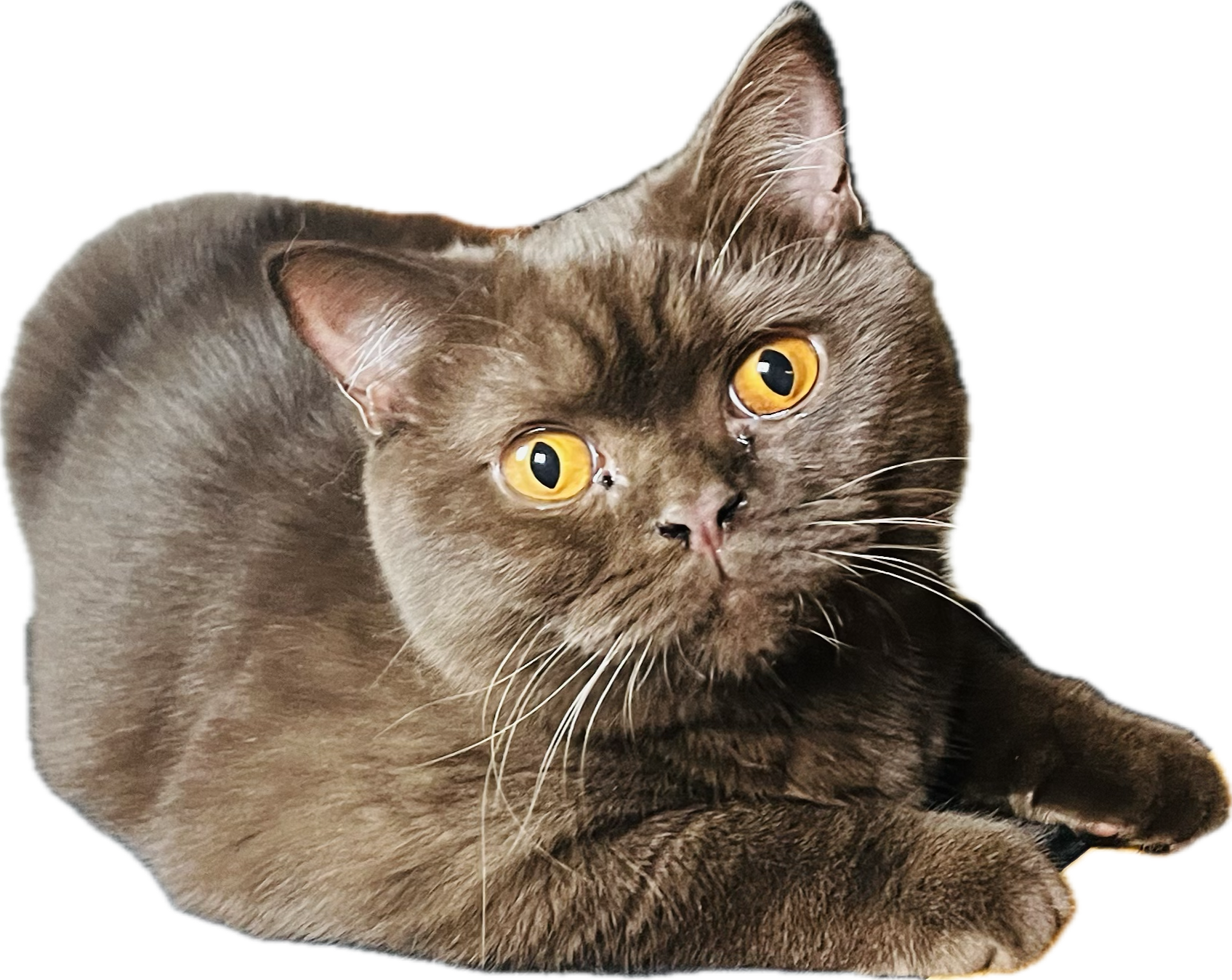 Gulietta Misiowe Lapki PL