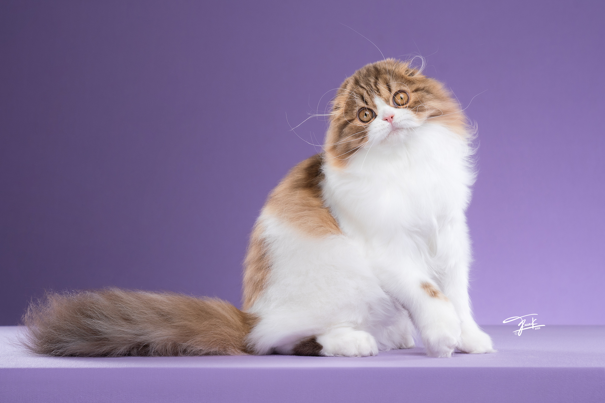 Apollo Pride Sunshine of Purry Pie