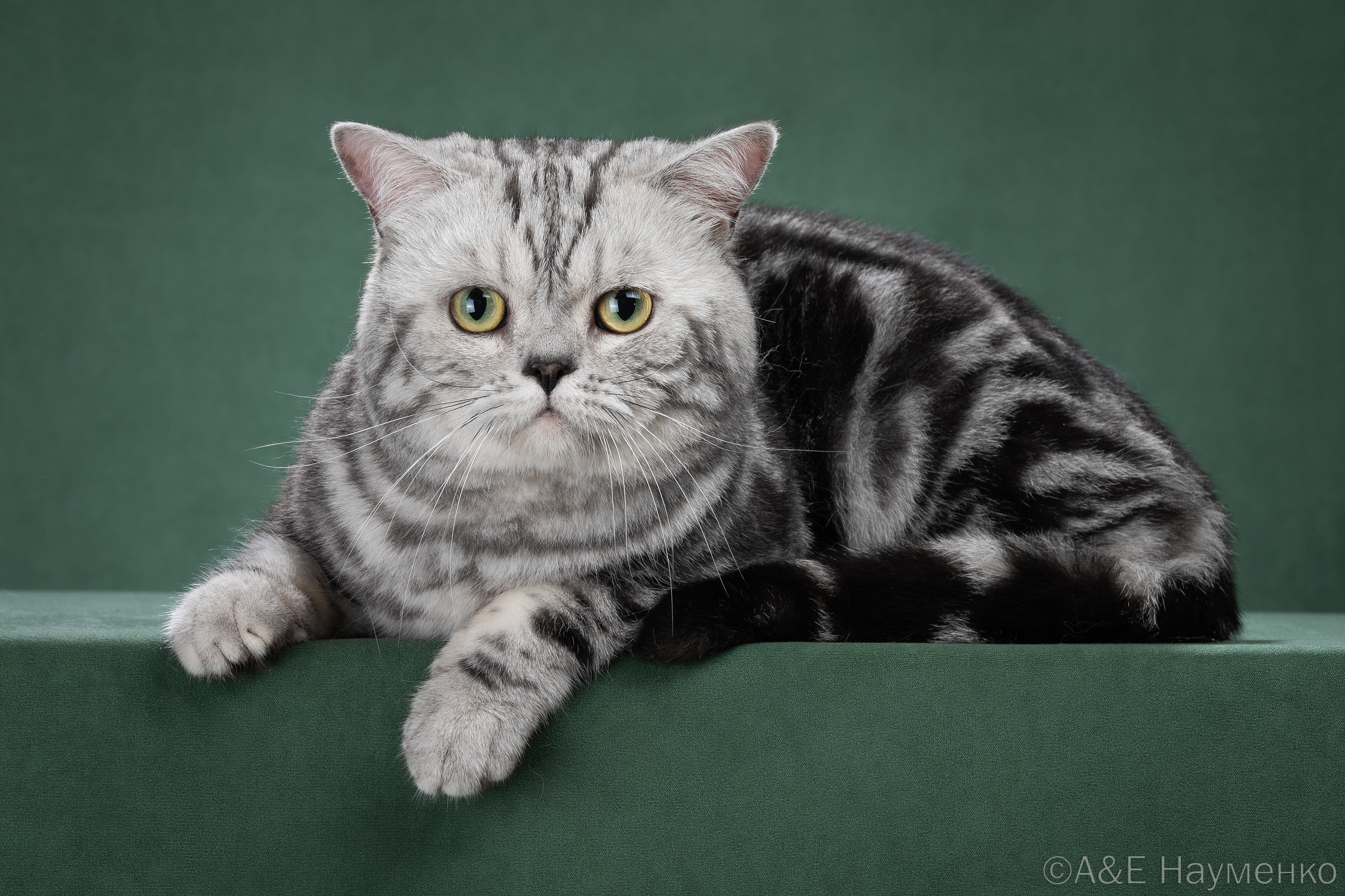 WCH. Winny The Pooh De SAD