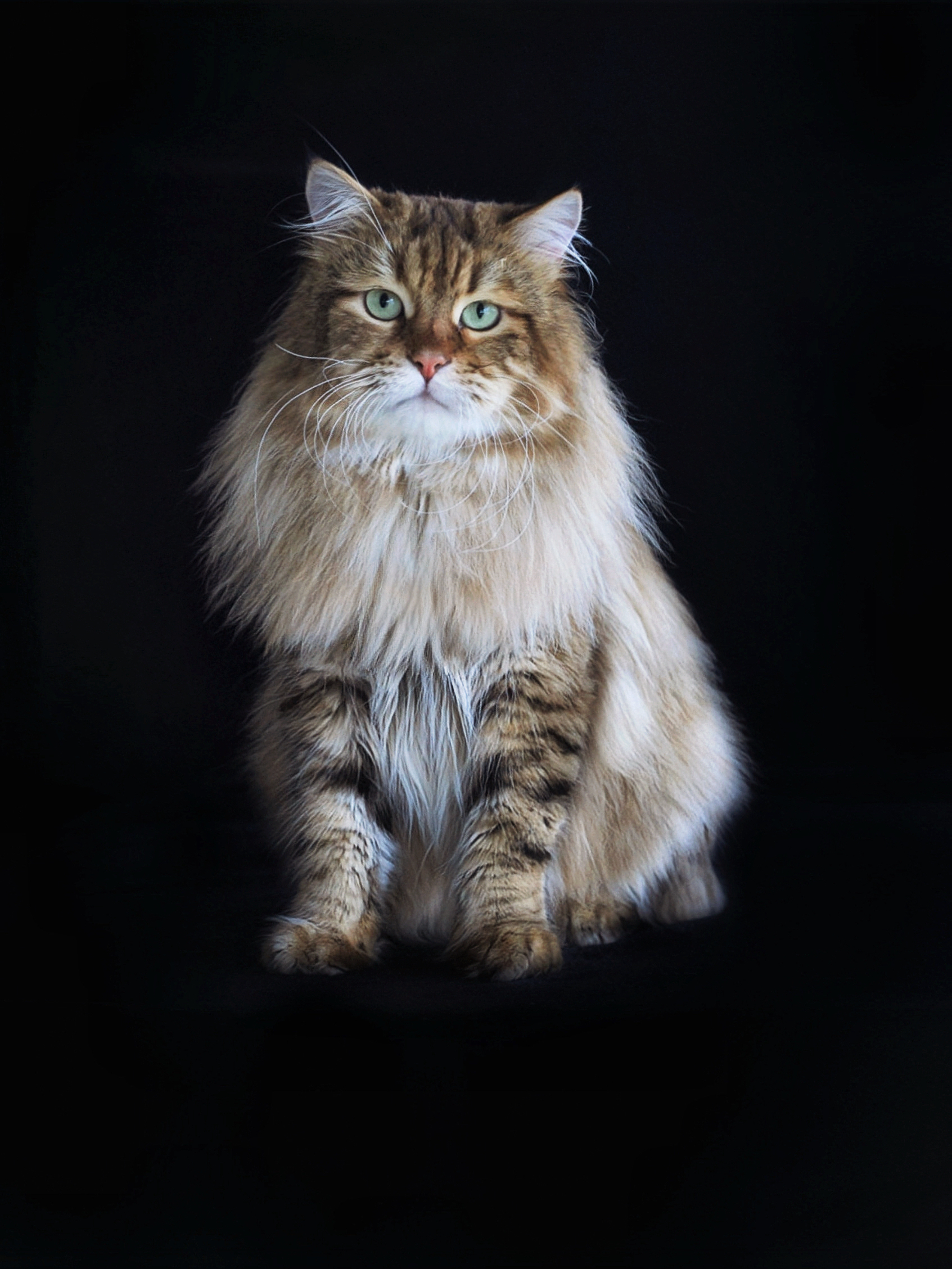 ECH. Sarmat Sladkoe Pyatnyshko