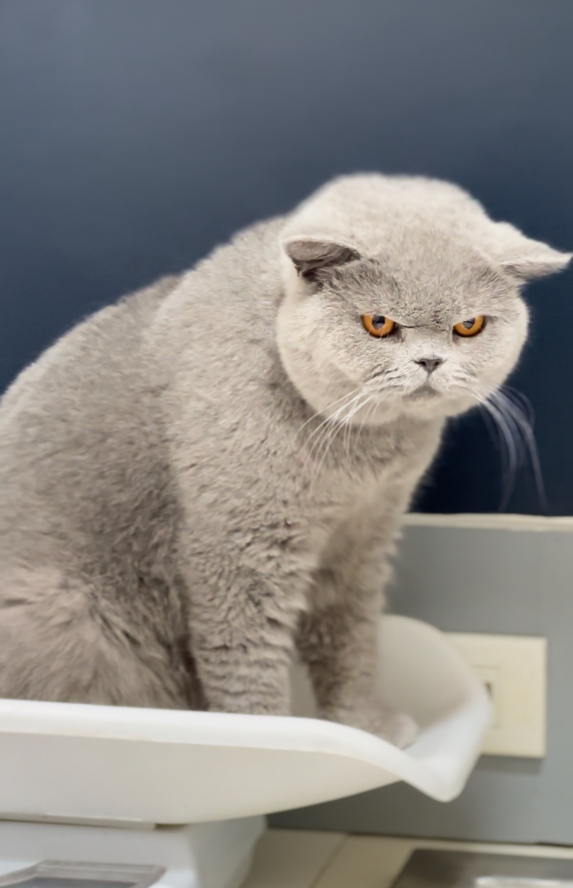 C.Nojiko Nikadim of Jerubi