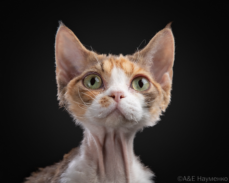 BEL WONDERLAND`S*BY TURANDOT