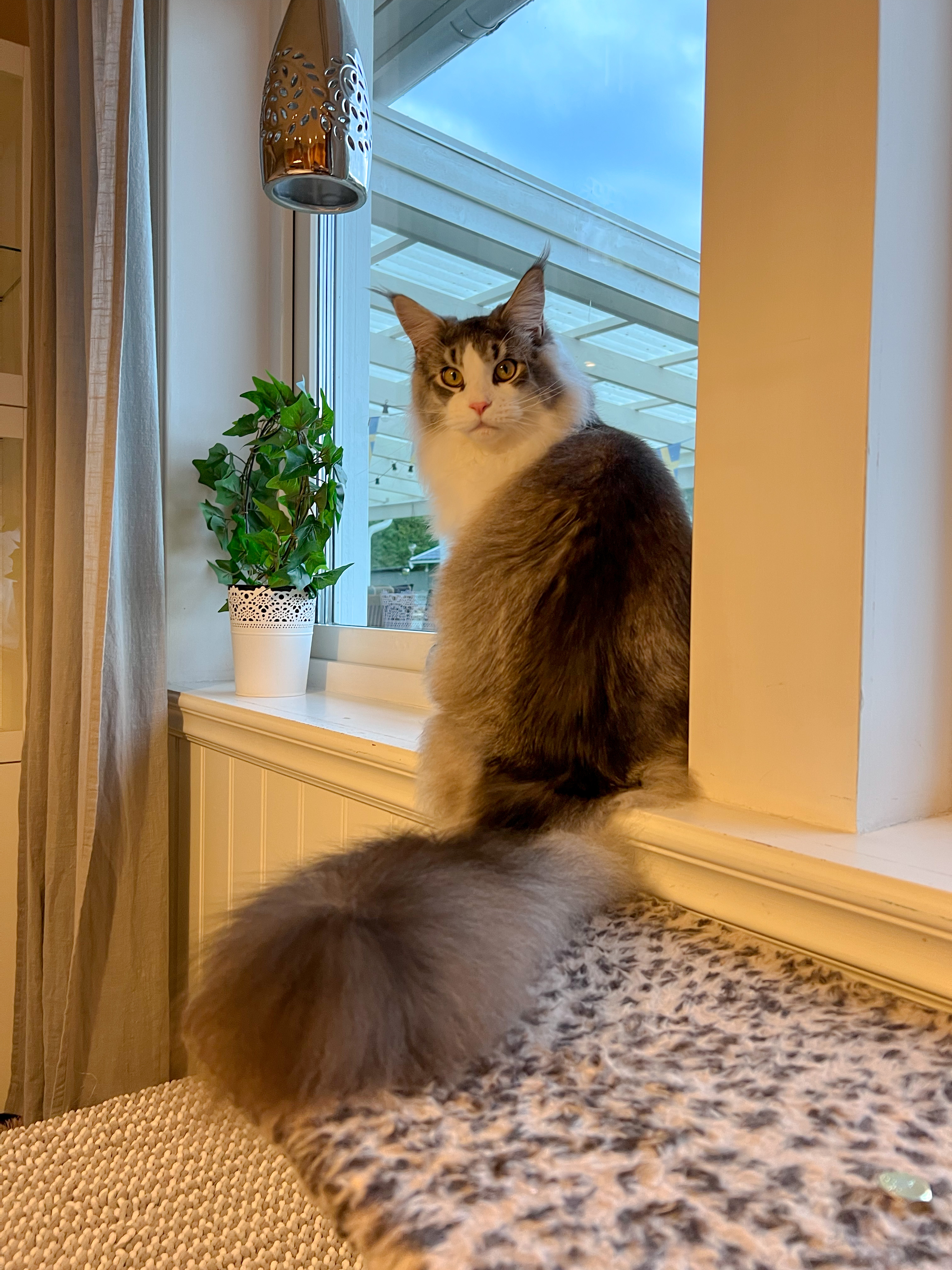 SE*Rosetails Astro Antares