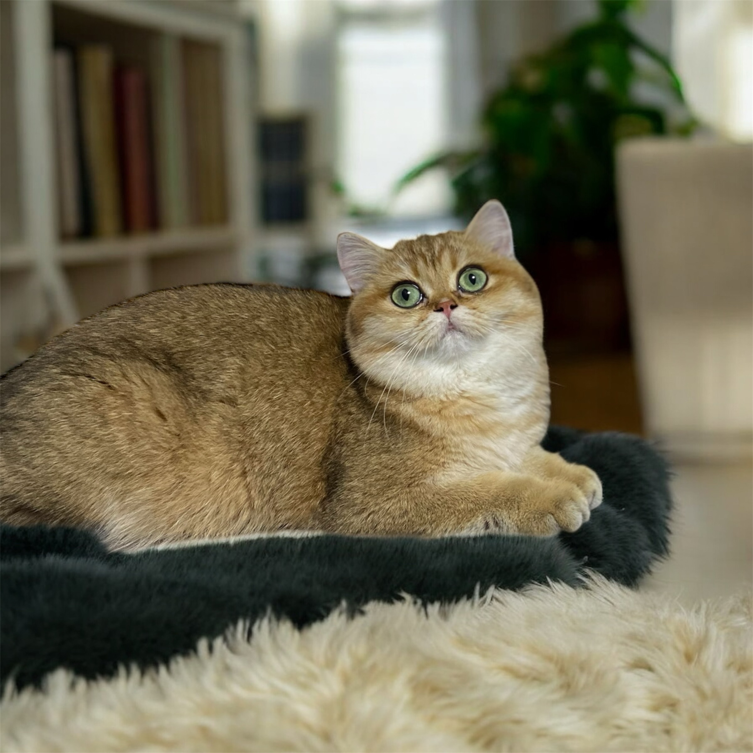 Rumi Ryu of Knight Lansuri