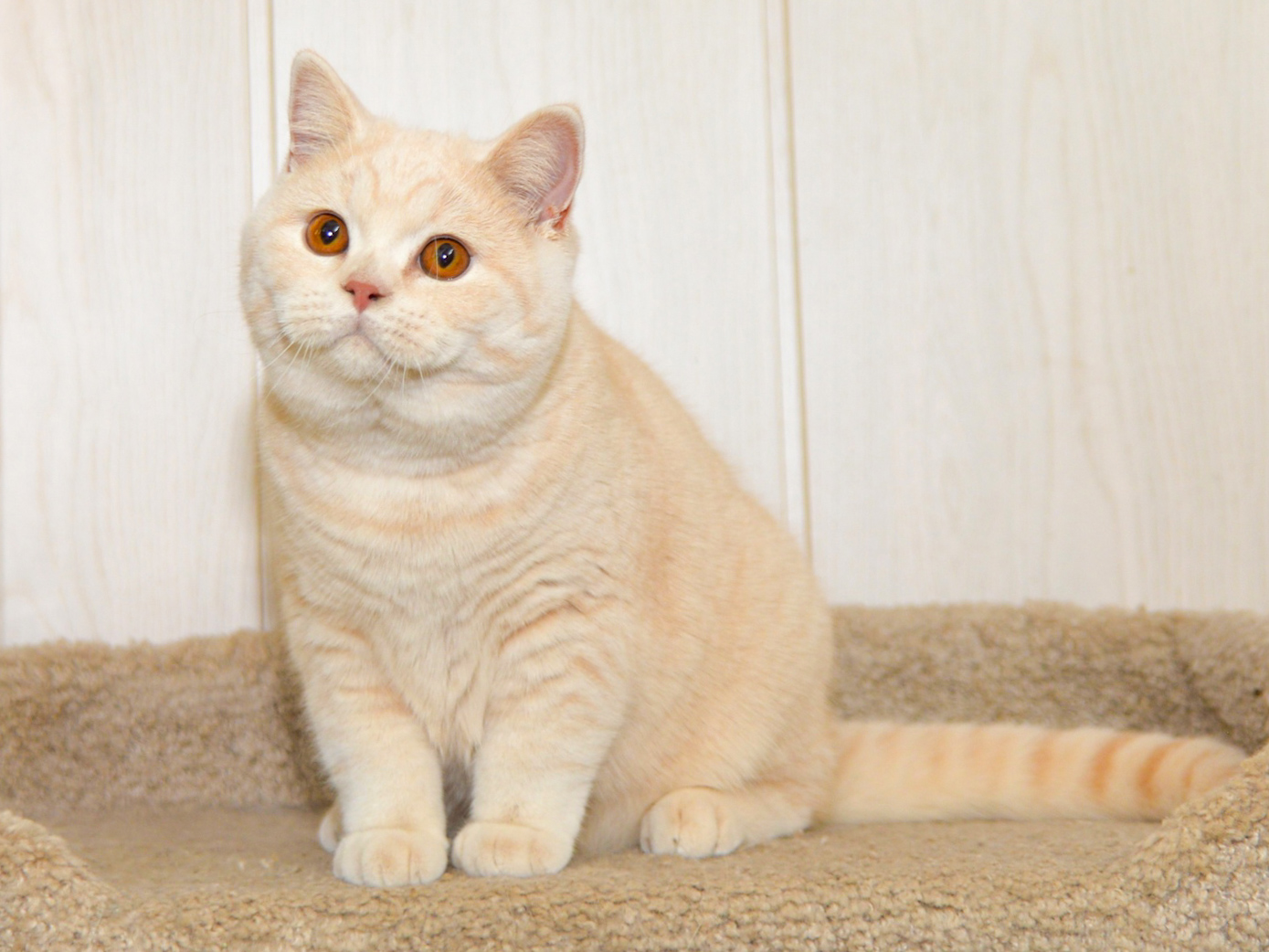 Mirabile Dictu Thomas