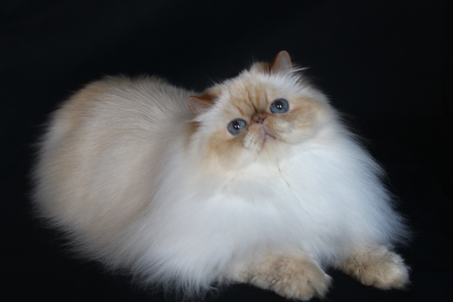 Master, WCH. WCH V-Flor Aristopoints