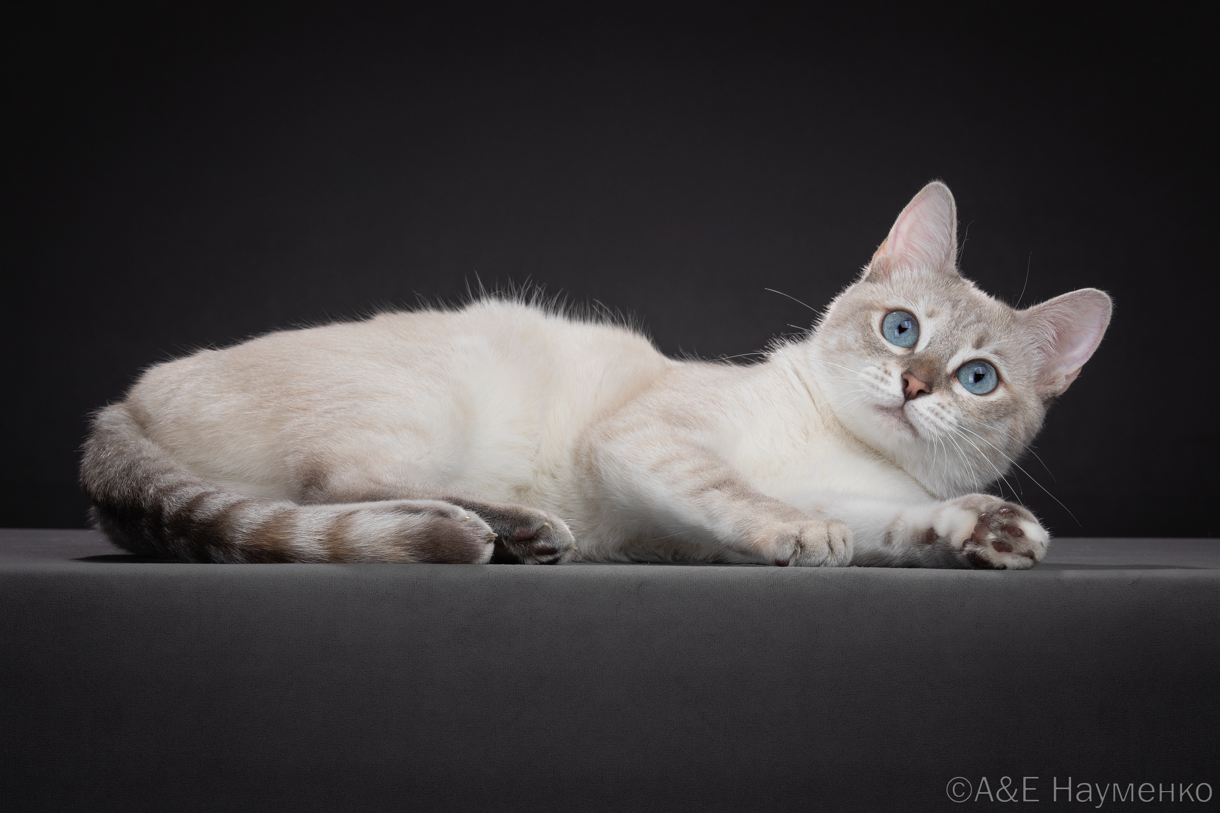 ICH. Julie Thai Legend