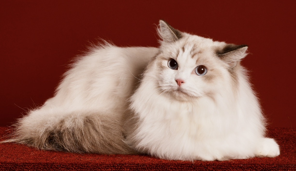 CH. Cajundoll Lulu of Snuggle Buddy