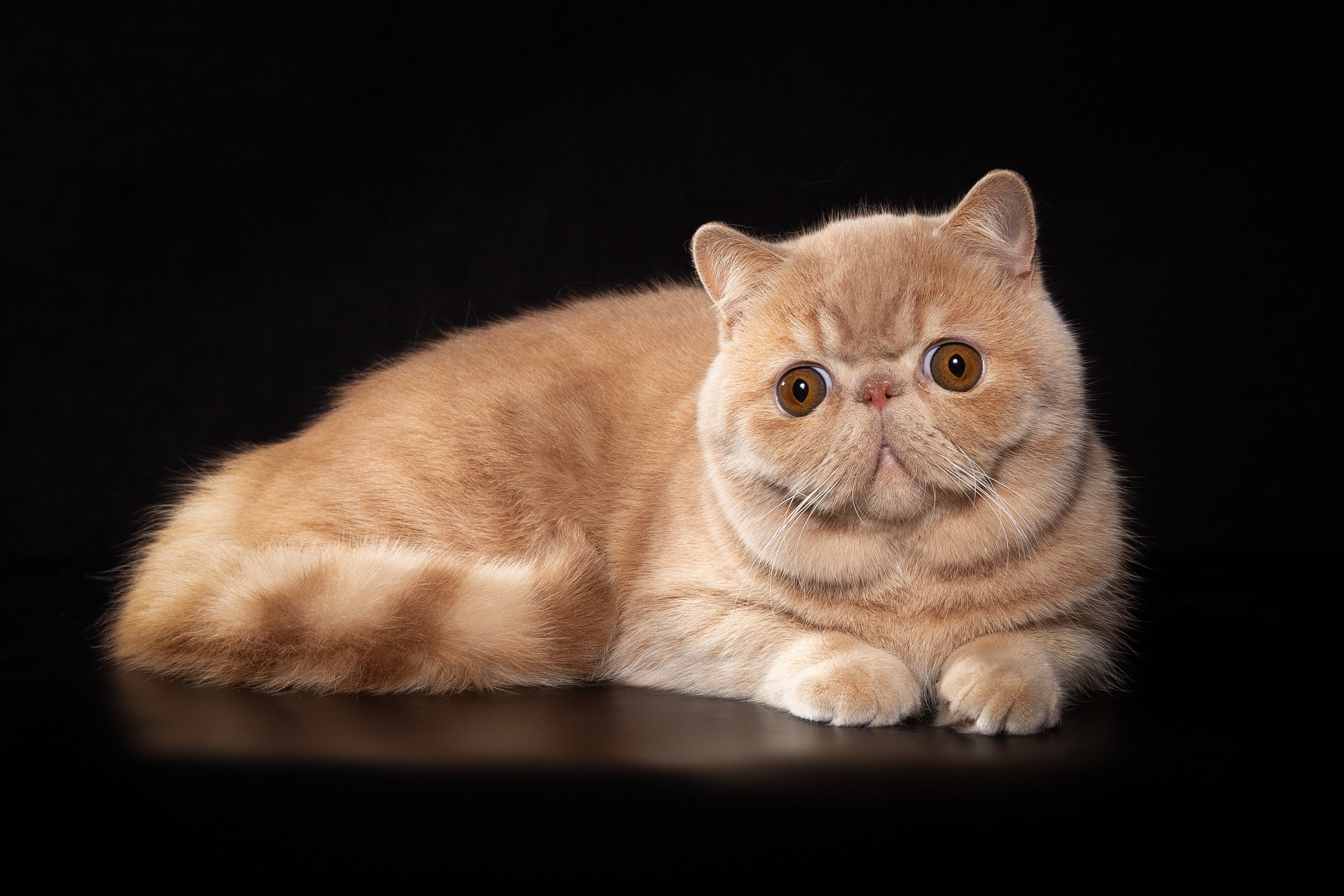 CH. Black Pearls Gucci