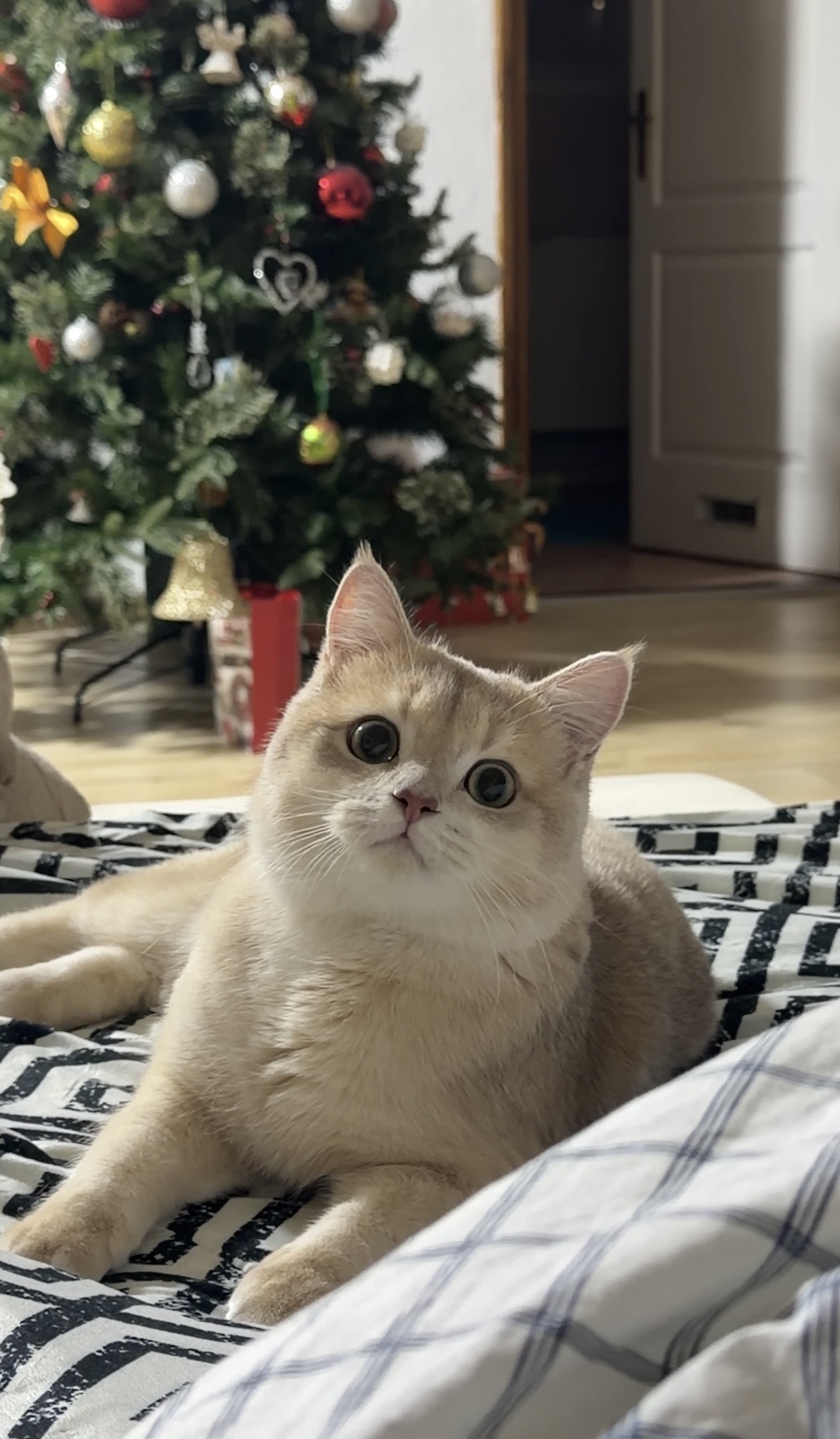 CH. Berlioz Bergerac de HU