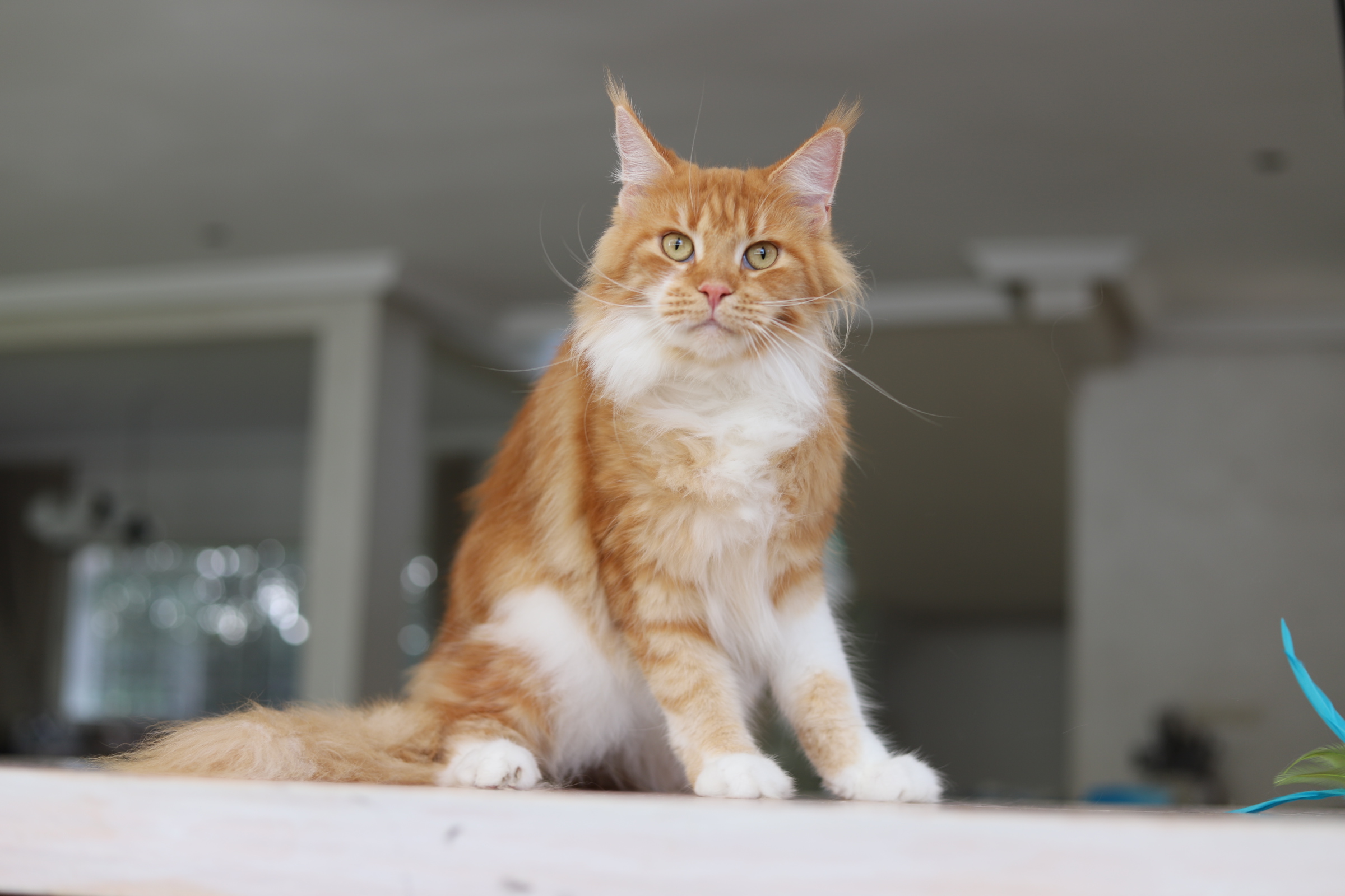 Ch. Ayahusha Got Premium